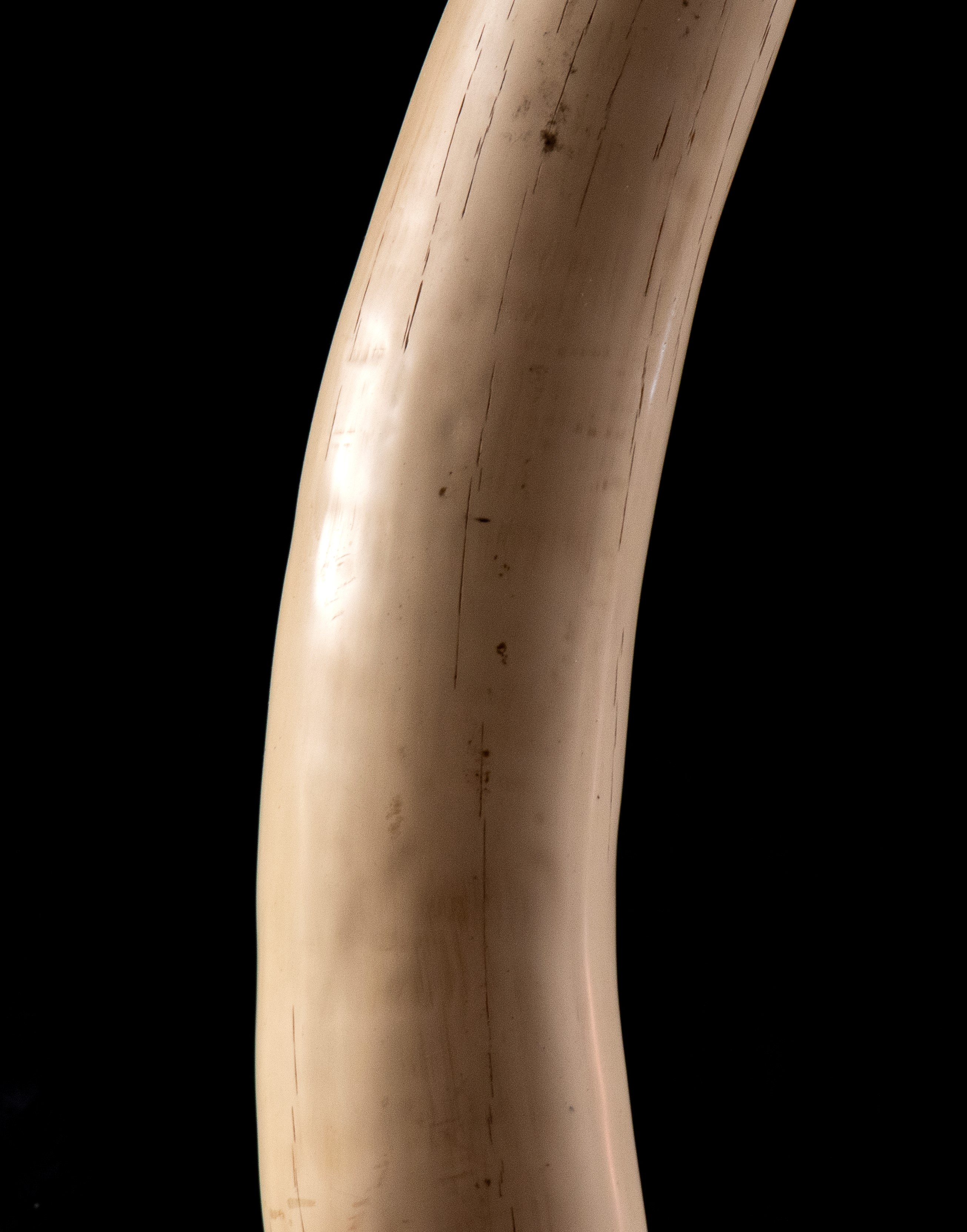 Straordinaria coppia repliche di zanne di elefante realizzate in resina