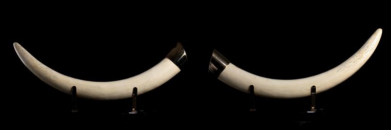 Coppia di replica di zanne con base dorata appoggiate su supporto metalicco dorato e base sinteti...