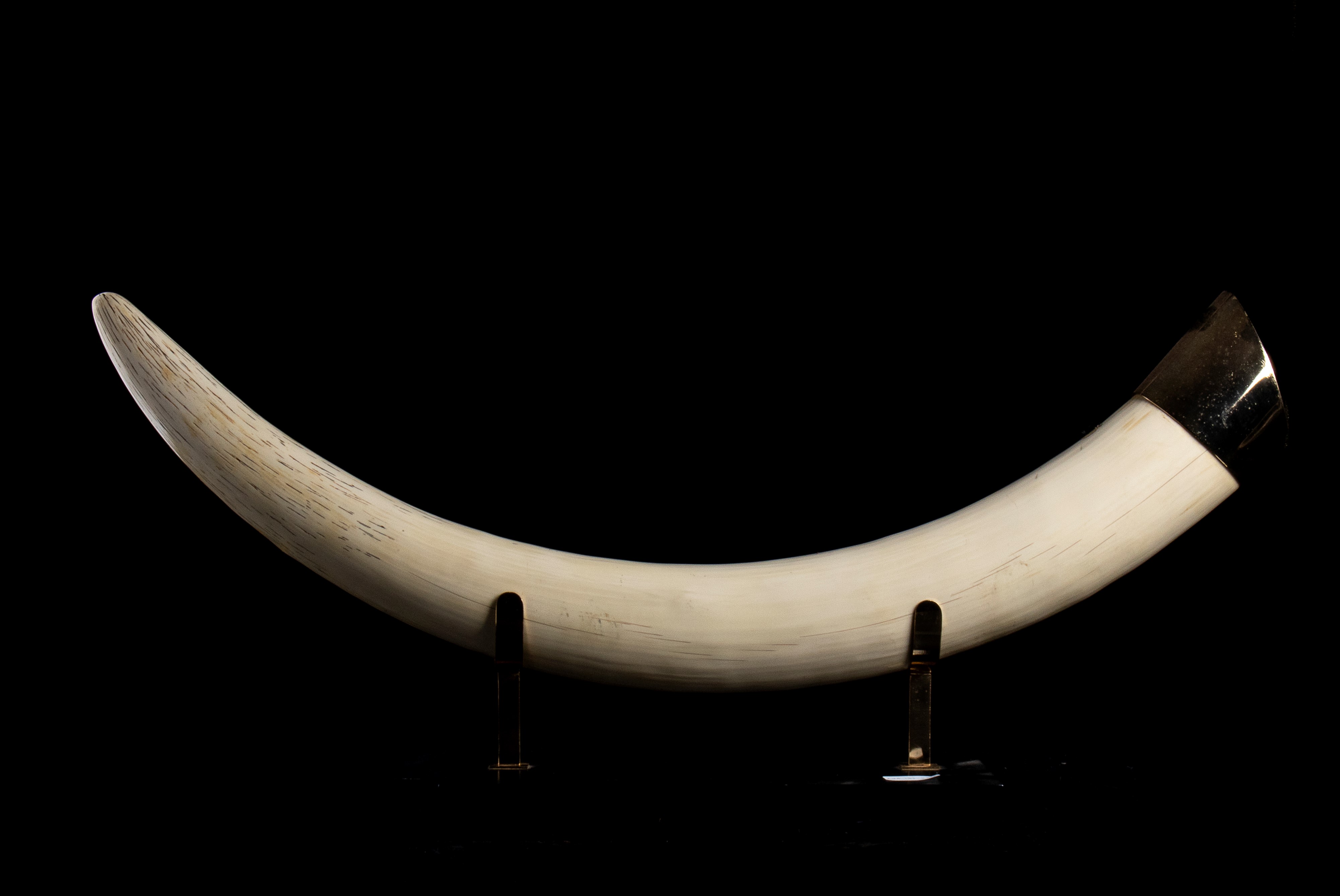 Coppia di replica di zanne con base dorata appoggiate su supporto metalicco dorato e base sinteti...