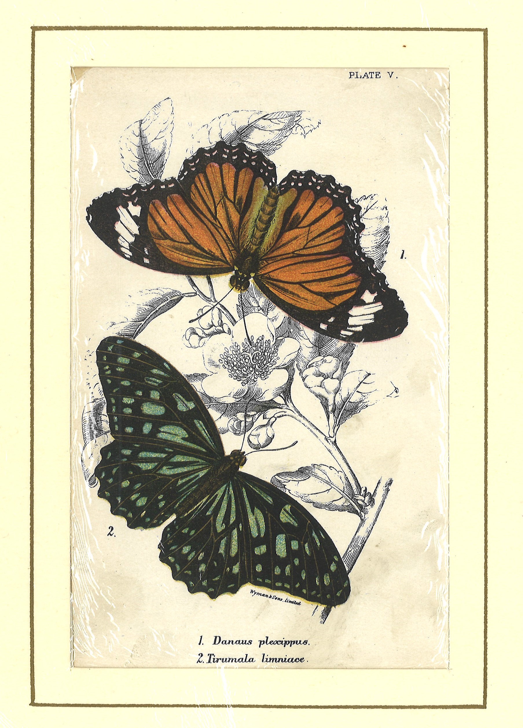 Lotto di 3 incisioni rappresentante farfalle