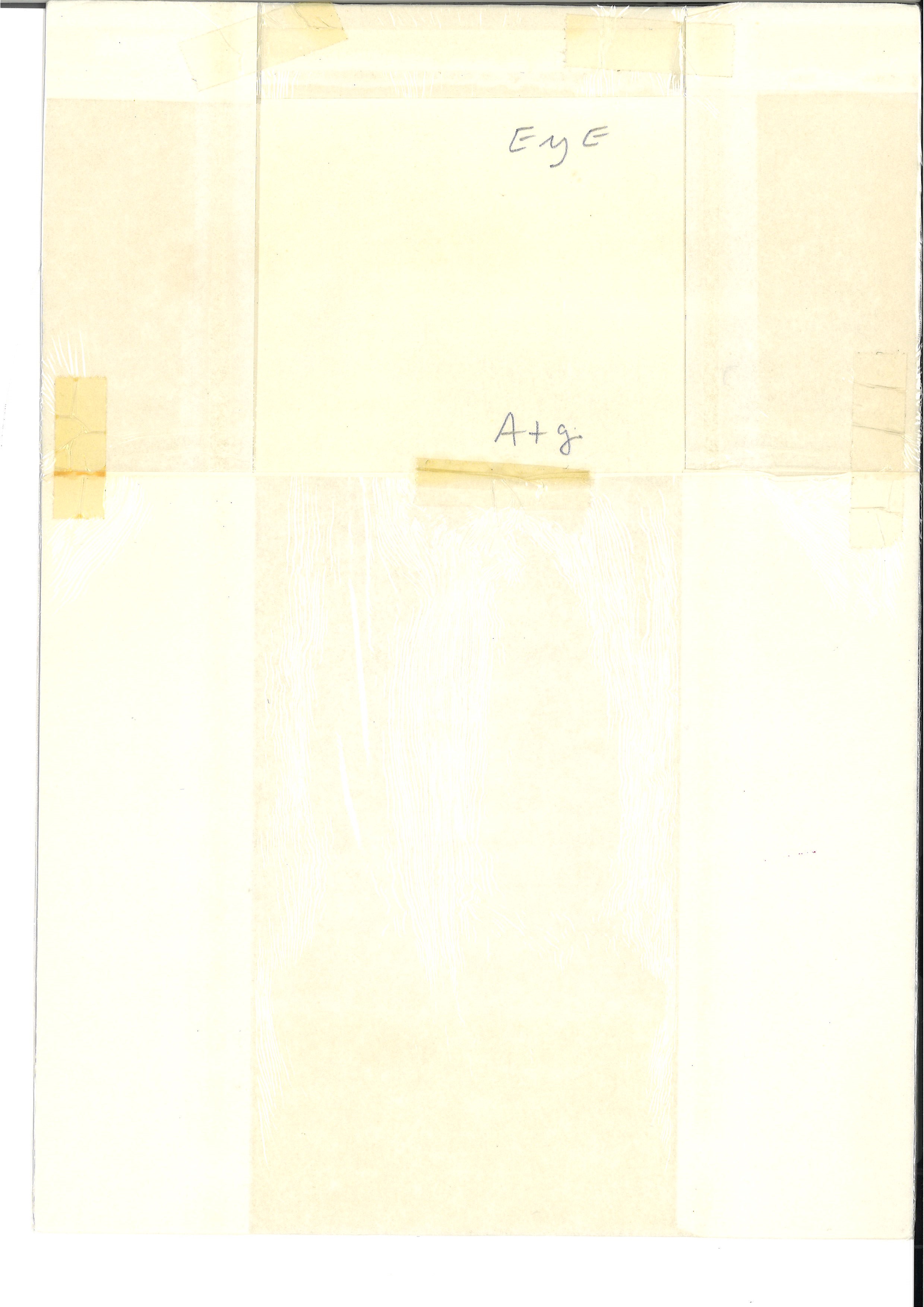 Lotto di 3 incisioni rappresentante farfalle