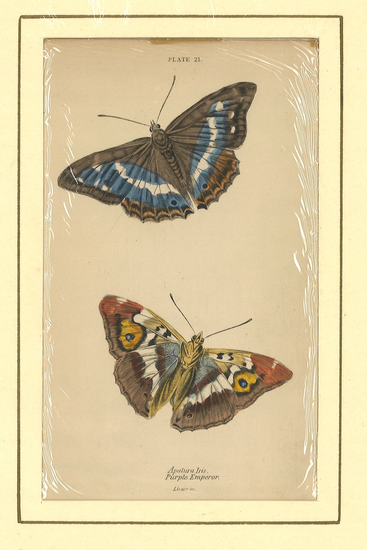 Lotto di 3 incisioni rappresentante farfalle