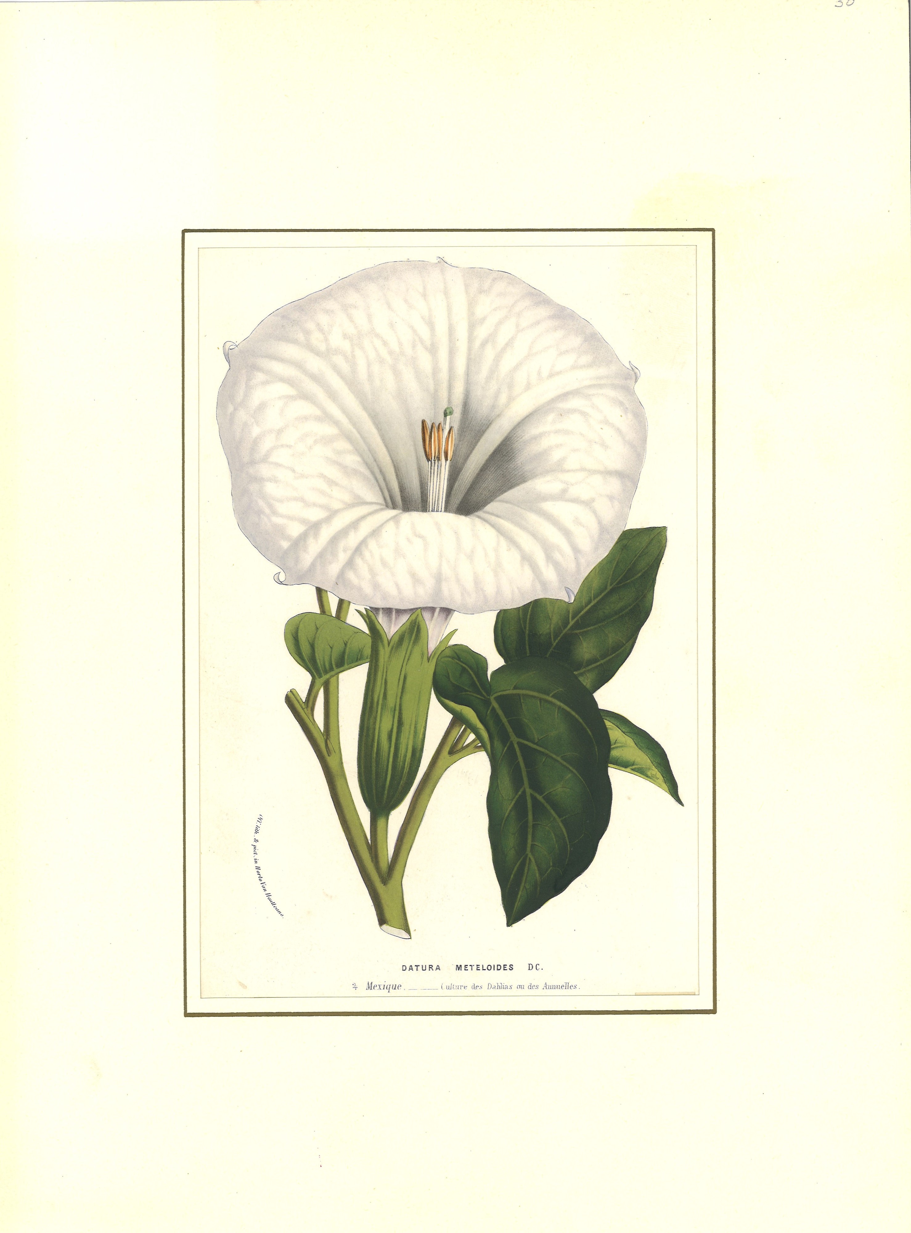 Lotto di botanica composto da tre incisioni ed un disegno