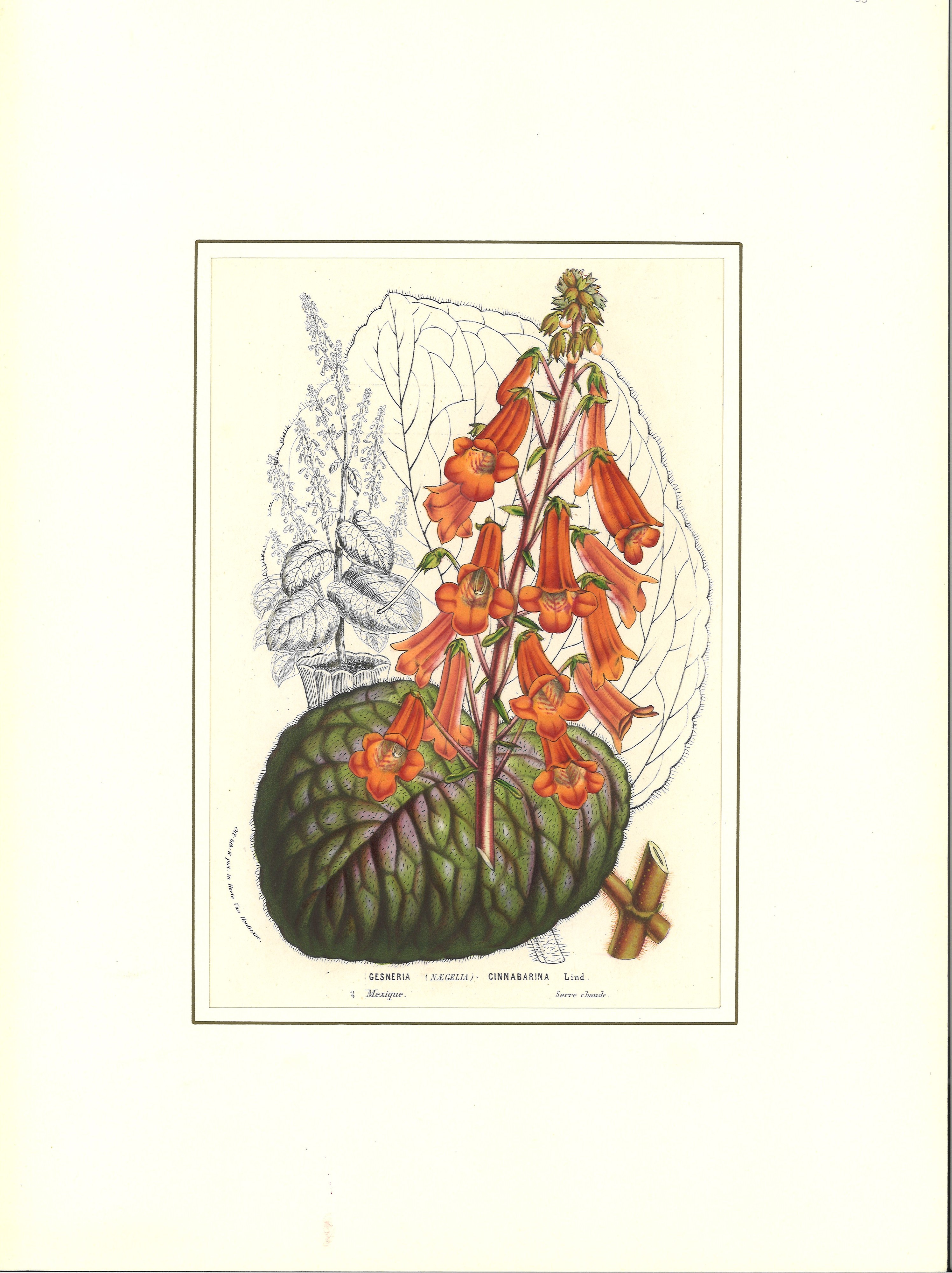 Lotto di botanica composto da tre incisioni ed un disegno