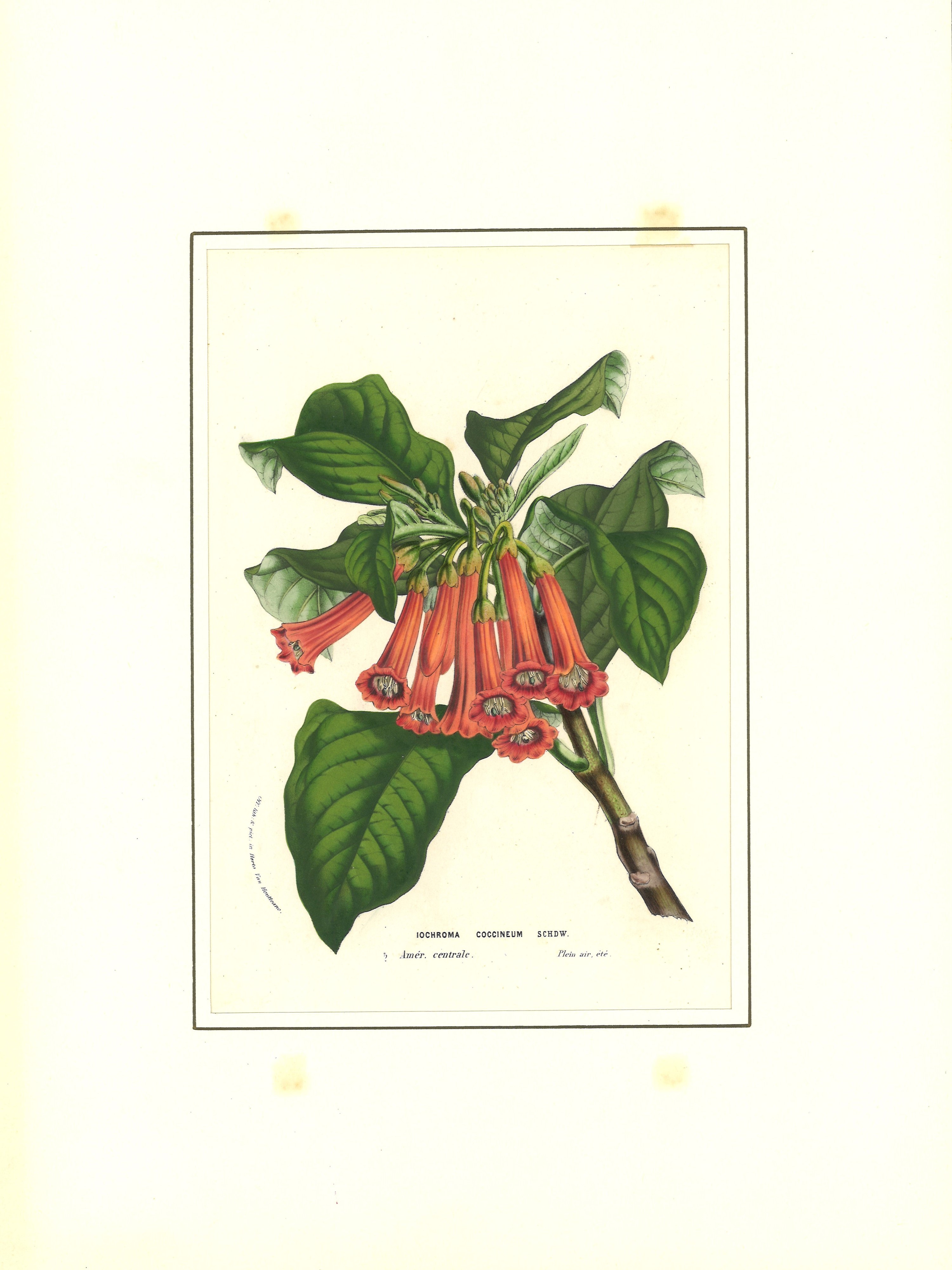 Lotto di botanica composto da tre incisioni ed un disegno