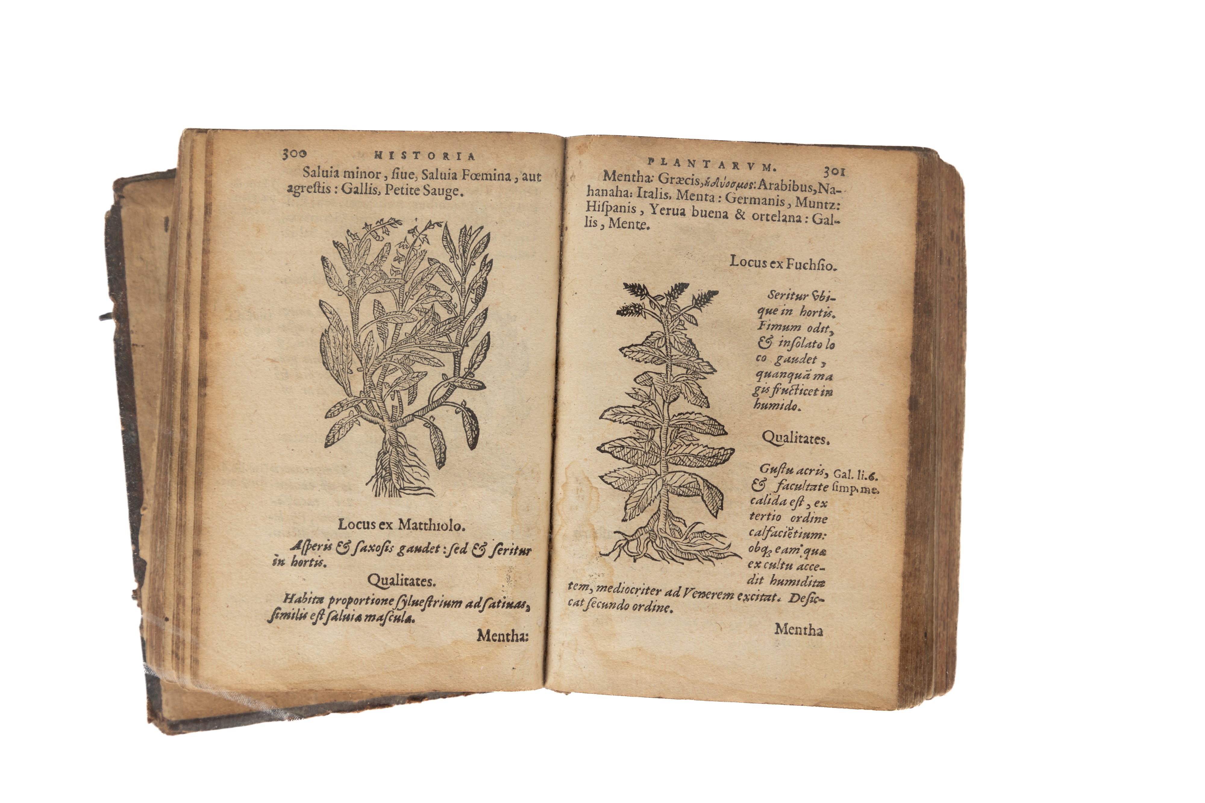 Historia Plantarum. Earum imagines, nomenclaturae, qualitates, & natale solum