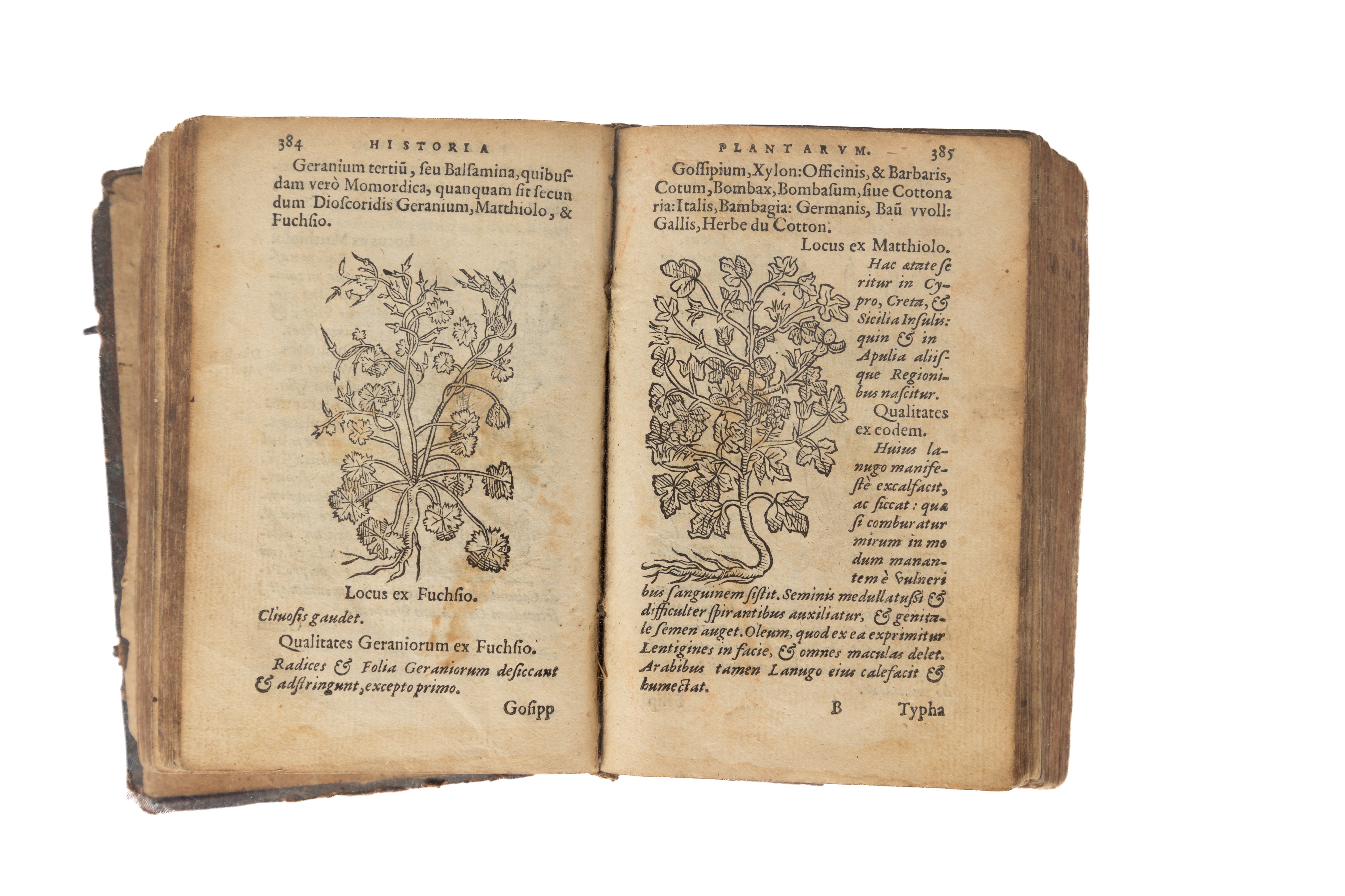 Historia Plantarum. Earum imagines, nomenclaturae, qualitates, & natale solum