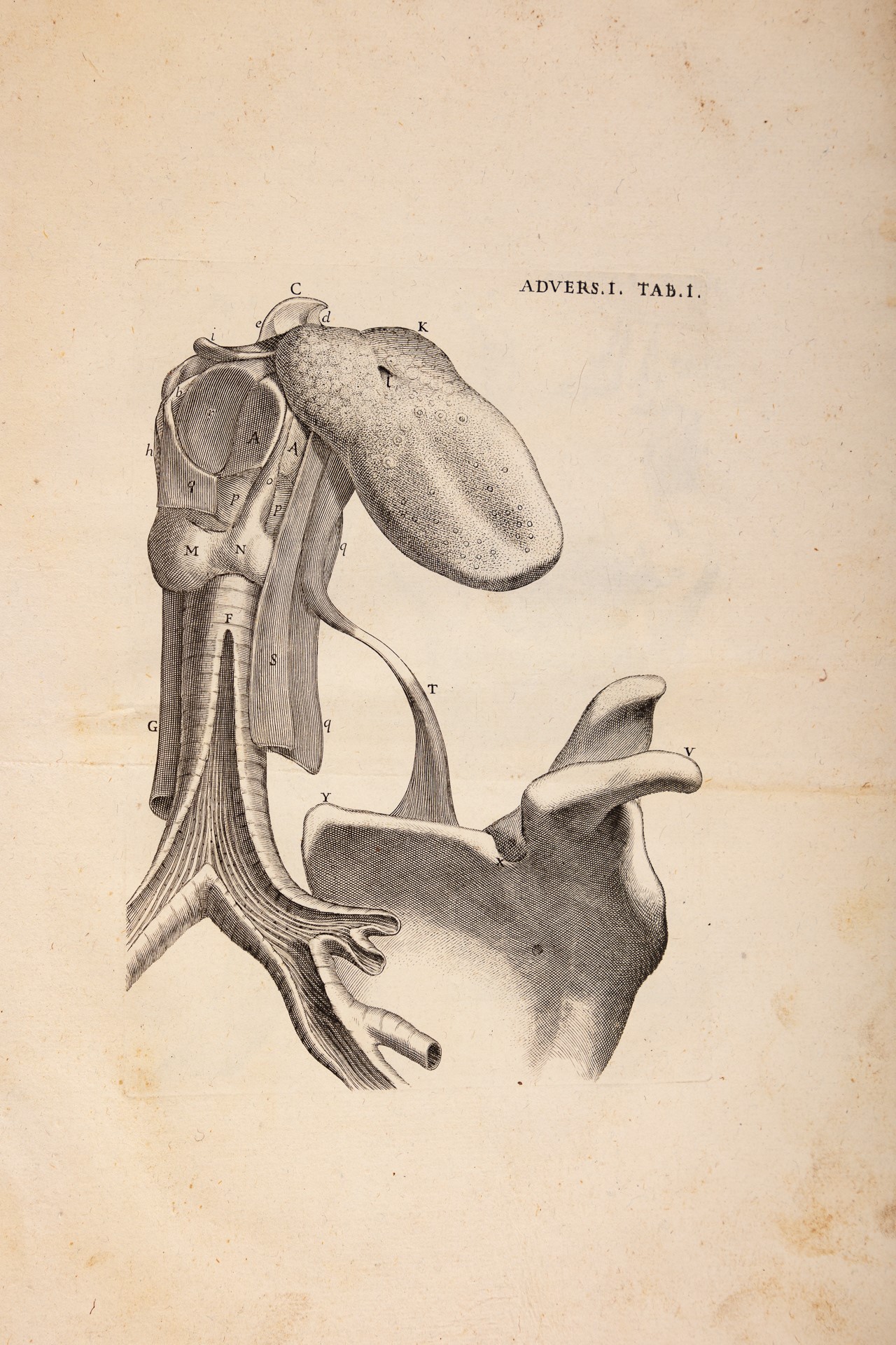 Jo. Baptistae Morgagni Opera Omnia