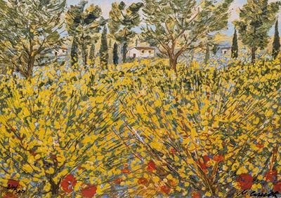 Ginestre in Toscana
