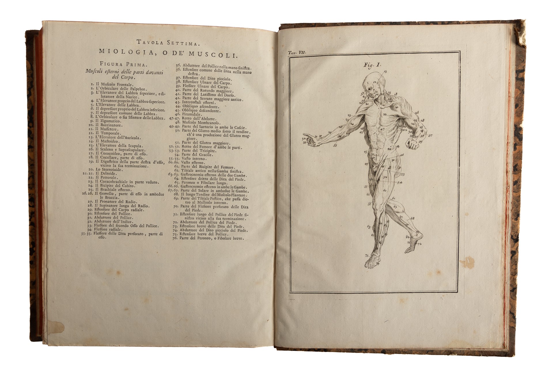 Dizionario Universale delle Arti e delle Scienze che contiene la spiegazione deʹ termini, e la de...