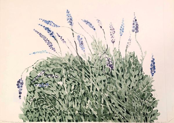 Lavanda