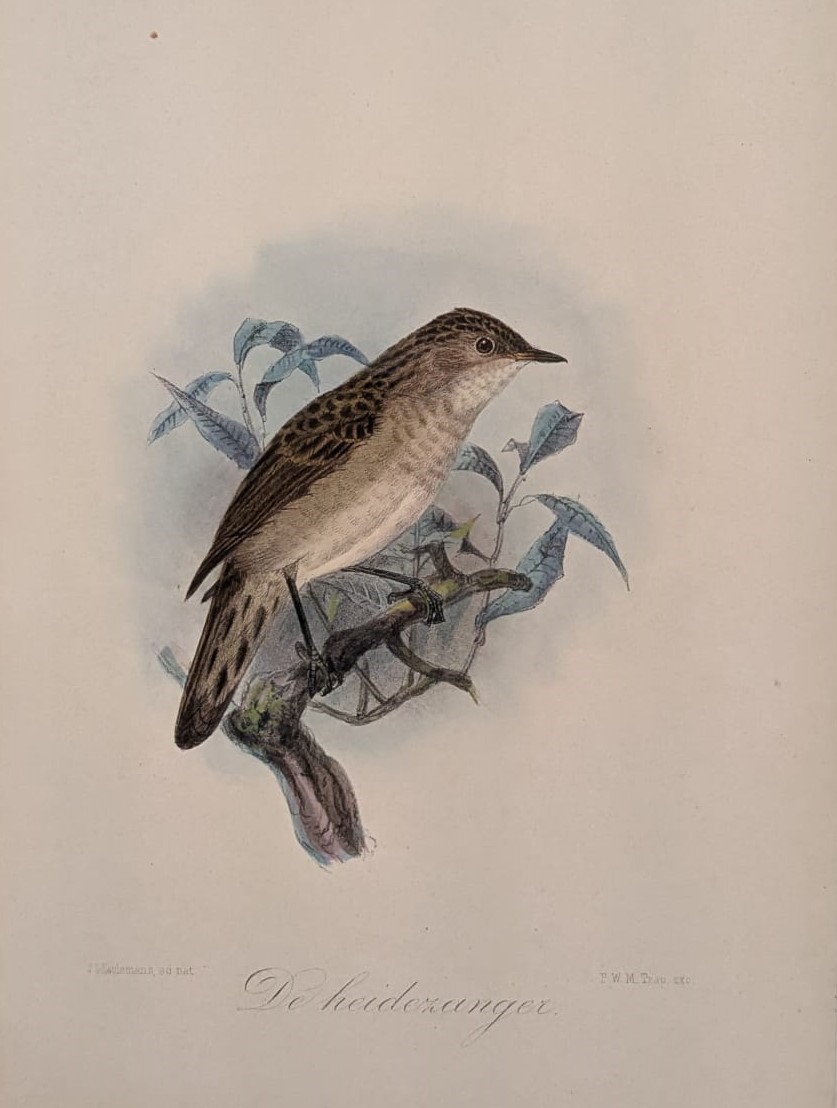 Raccoglitore con 56 Incisioni a Colori Rappresentanti Uccelli Tratte da Onze Vogels in Hdis En Tu...