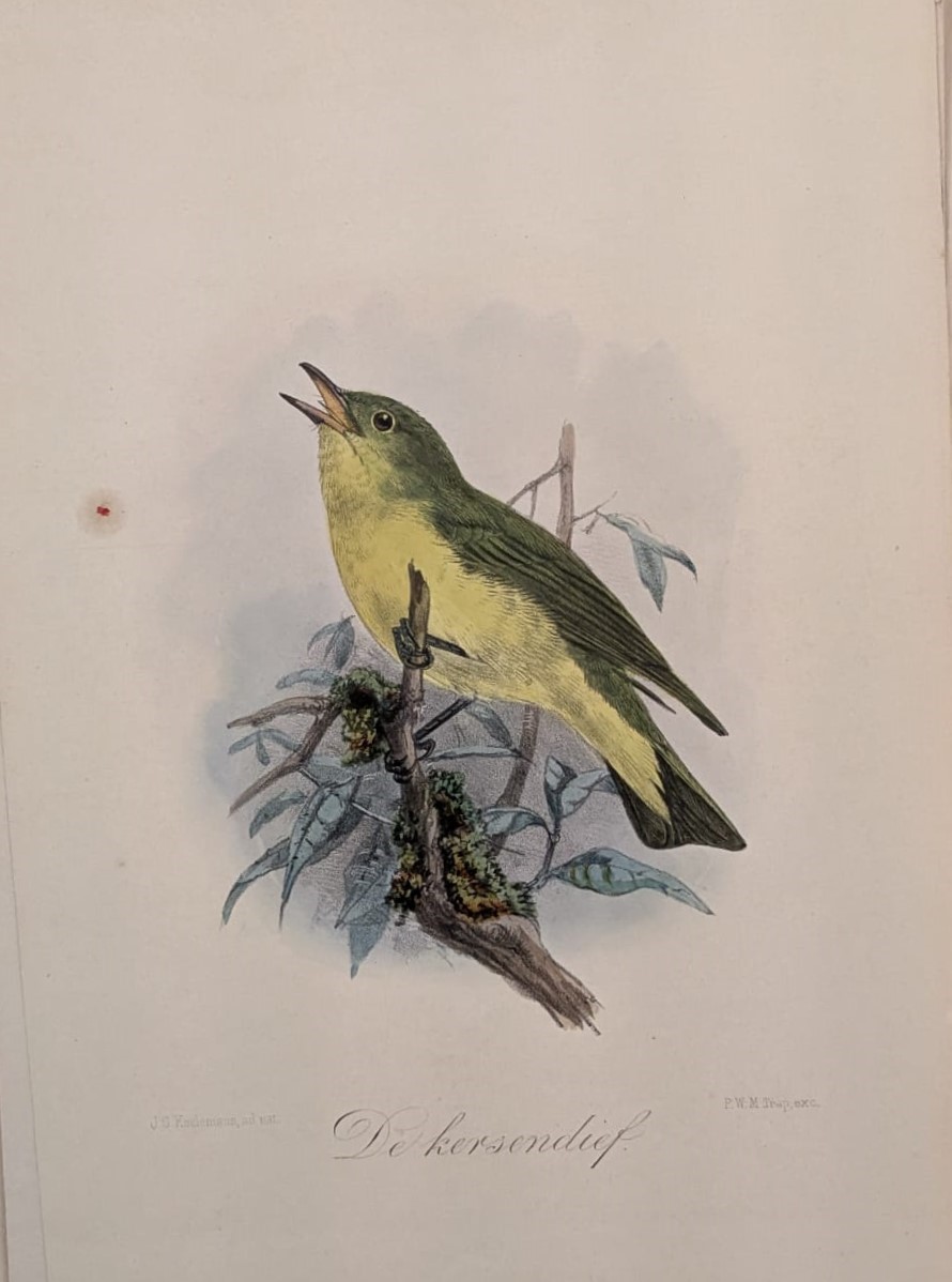 Raccoglitore con 56 Incisioni a Colori Rappresentanti Uccelli Tratte da Onze Vogels in Hdis En Tu...
