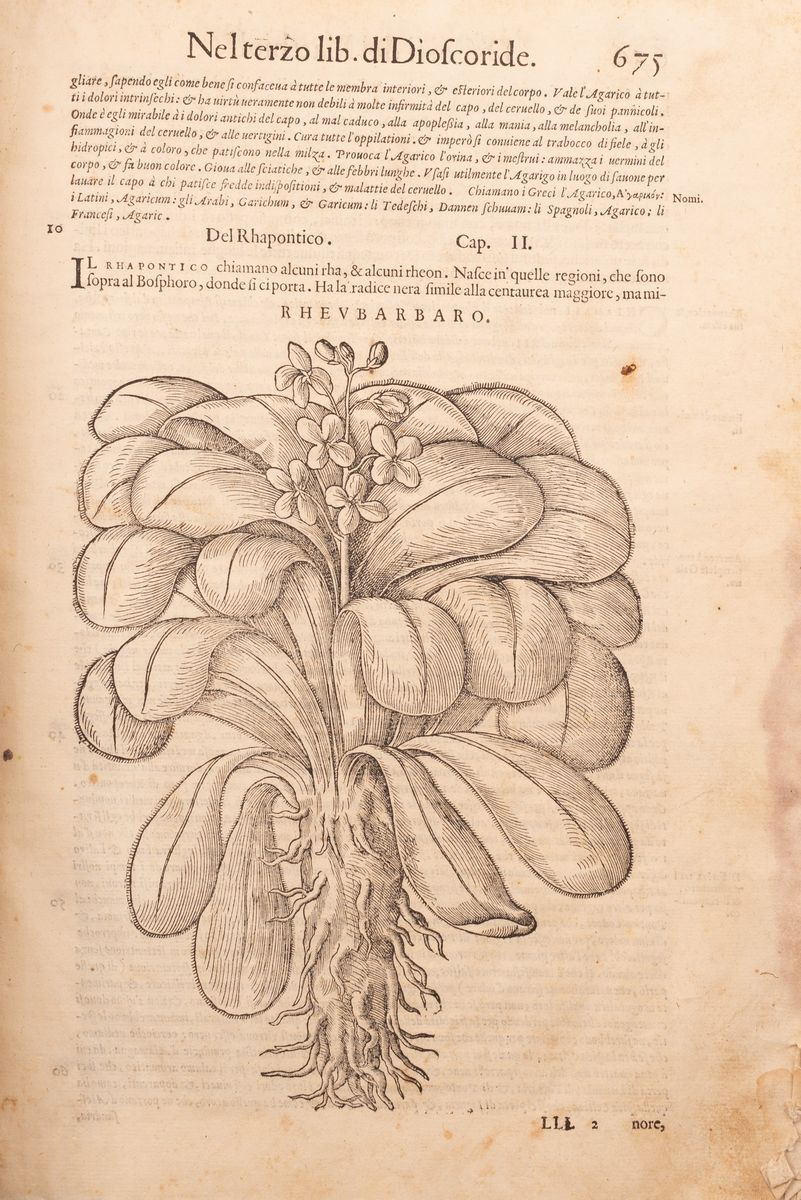 I Discorsi [...] Ne i Sei Libri della Materia Medicinale di Pedacio Dioscoride Anazarbeo
