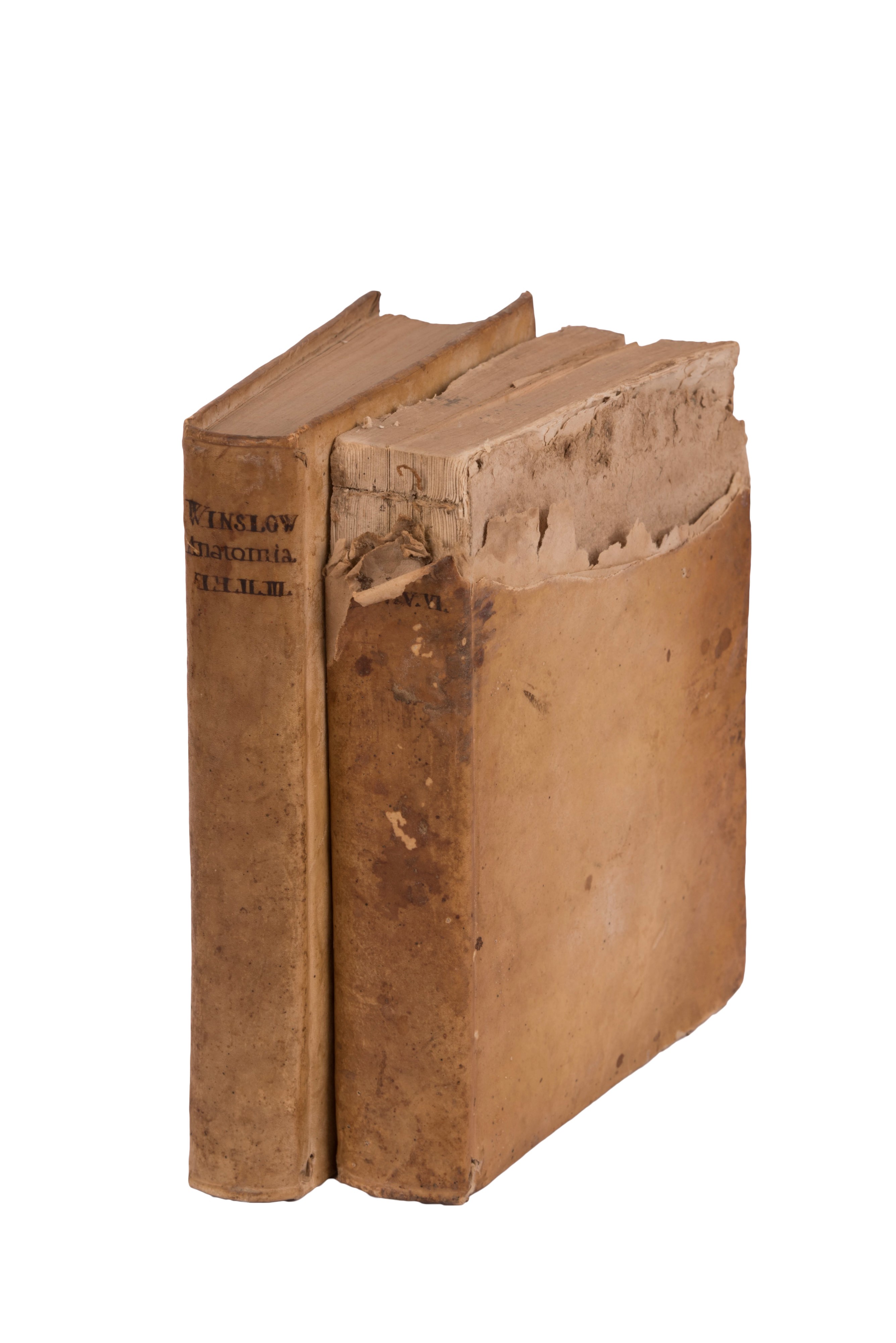 Esposizione Anatomica della Struttura del Corpo Umano