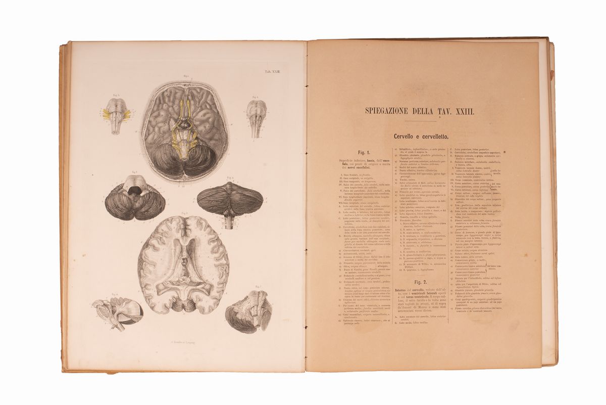 Atlante di Anatomia Dell'uomo del Prof. C.e. Block
