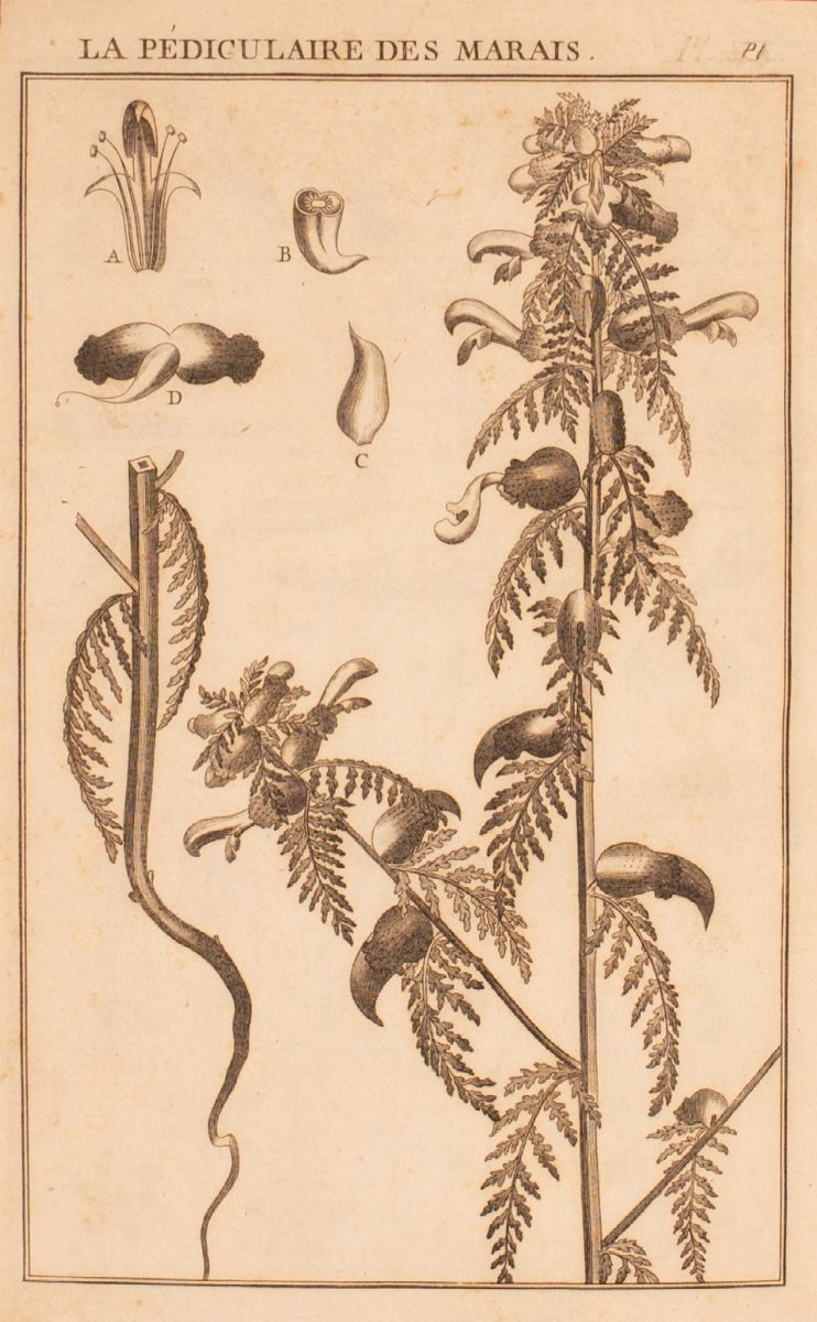 Dictionnaire éLémentaire De Botanique .bulliard Pierre