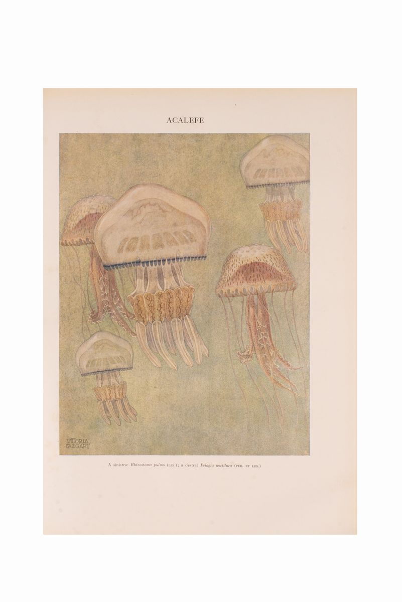 Aa: Vv. Treccani. Enciclopedia Italiana Scienze Lettere Arti