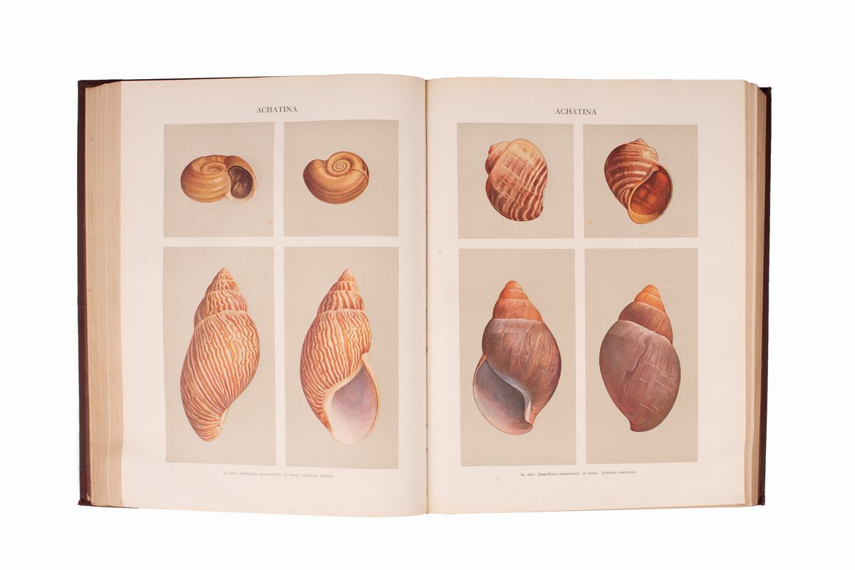 Aa: Vv. Treccani. Enciclopedia Italiana Scienze Lettere Arti
