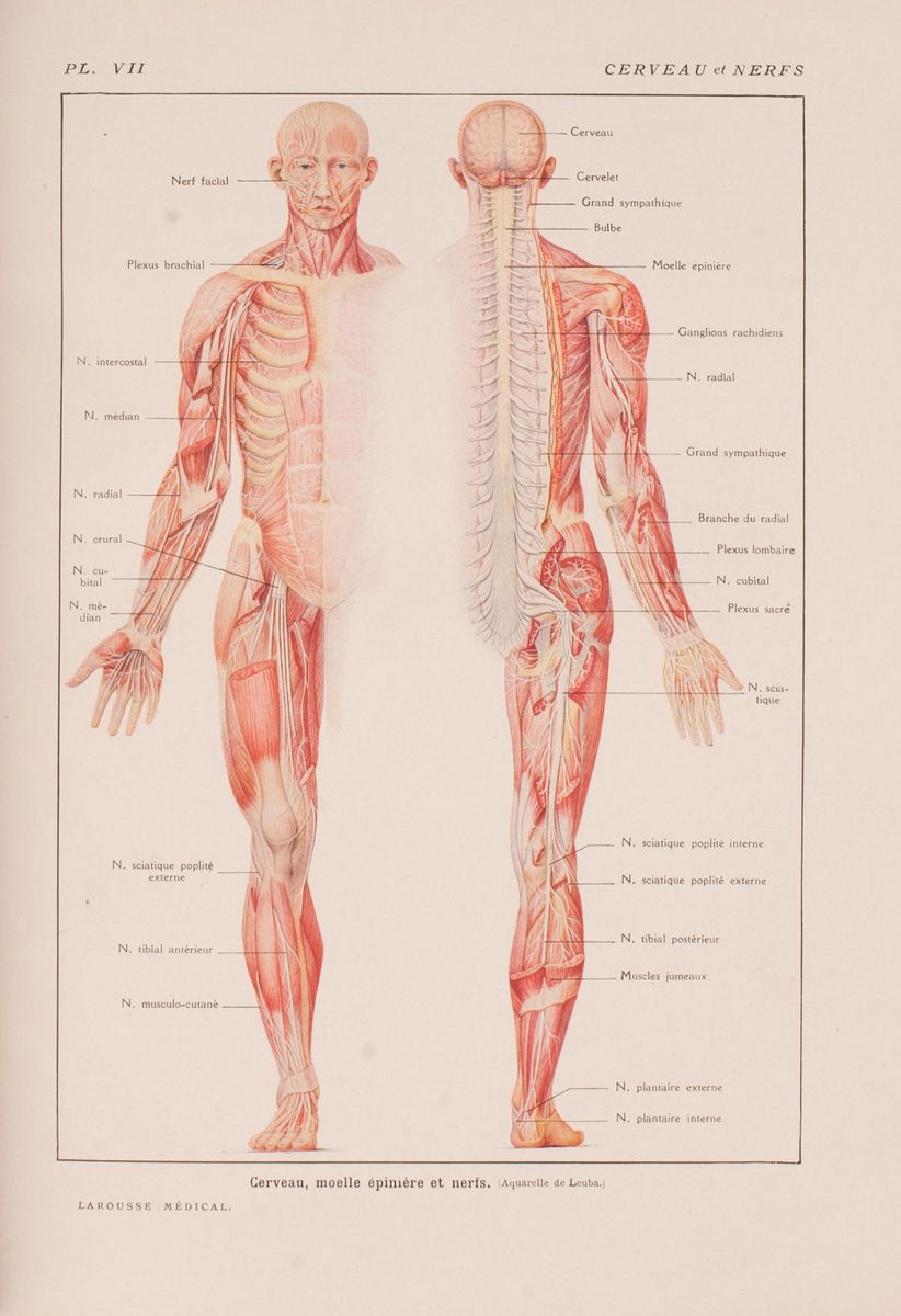 Larousse Medical Illustrated