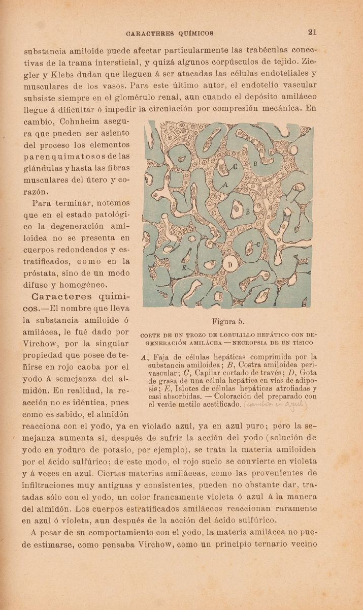 Manual De Anatomía Patológica General