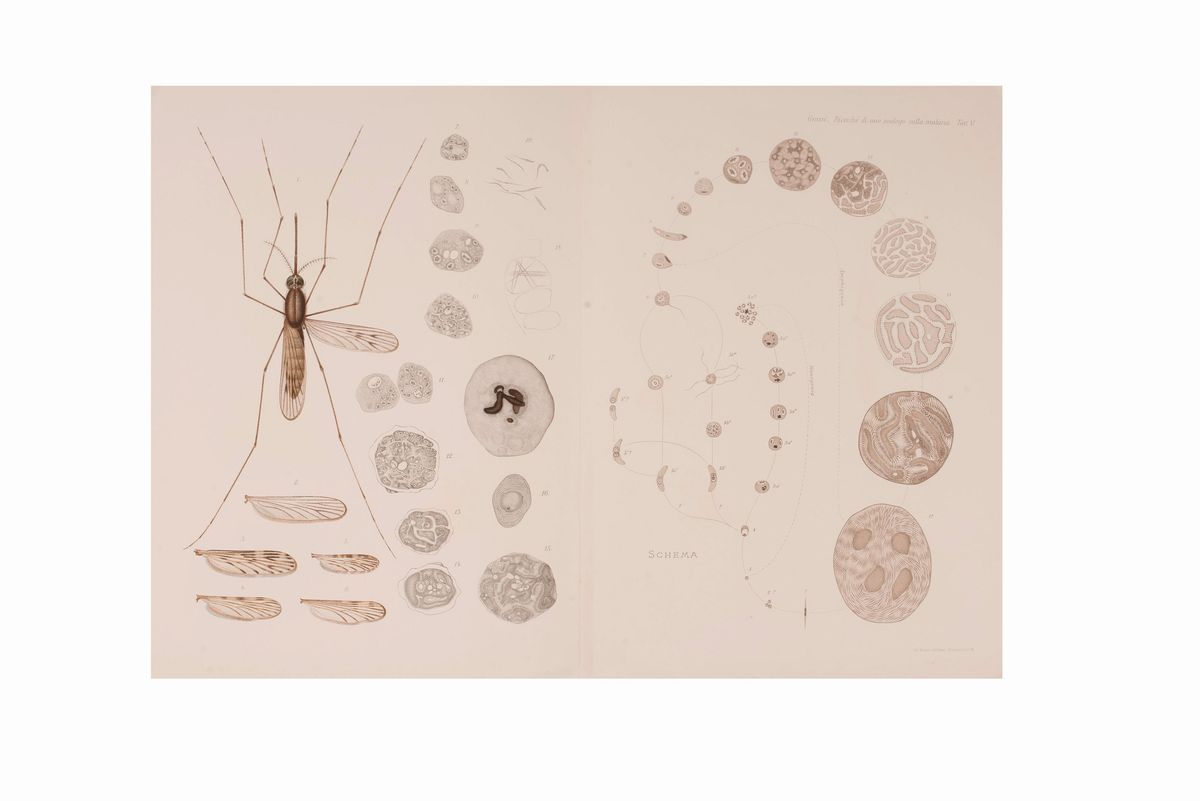 Lotto Malaria 11 Libri