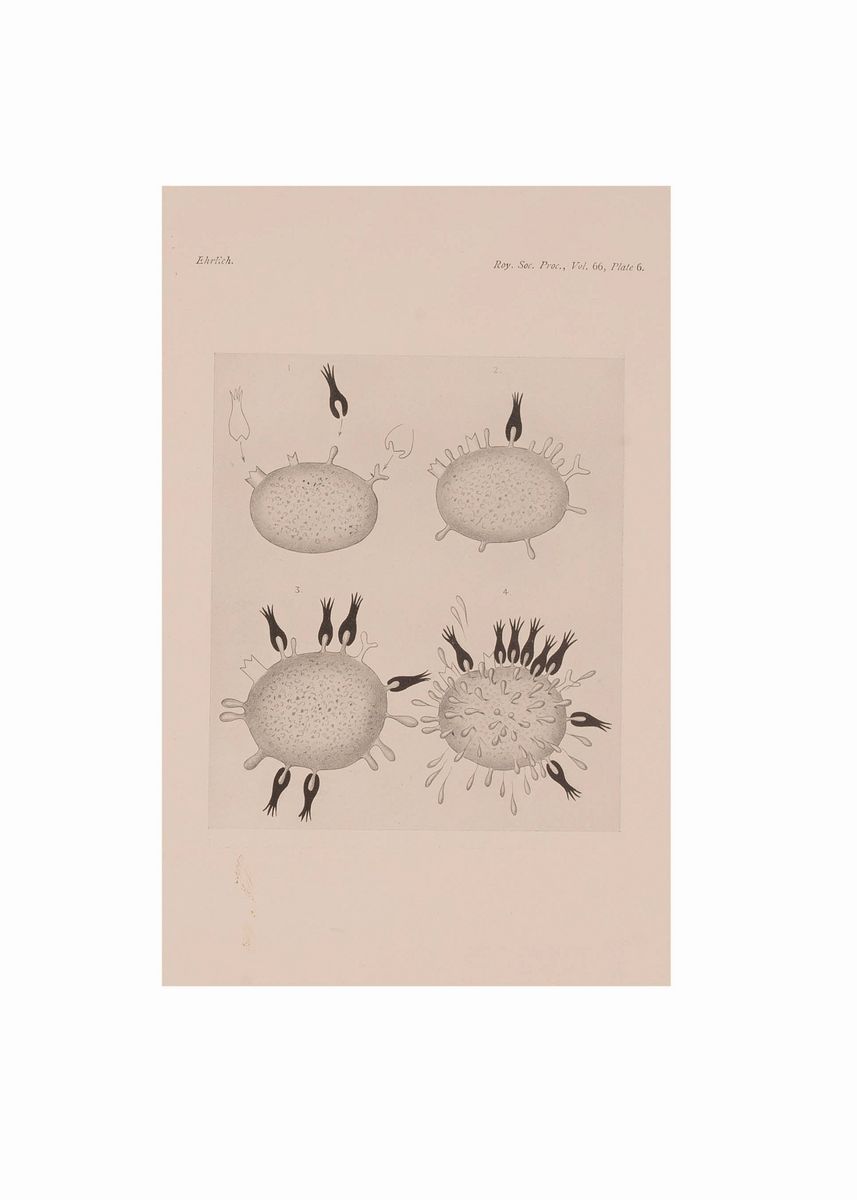 Lotto Malaria 11 Libri