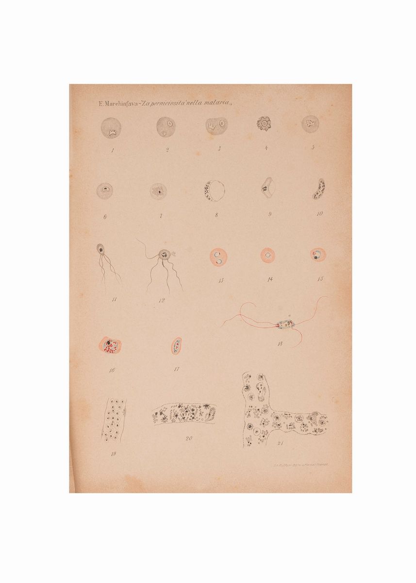 Lotto Malaria 11 Libri