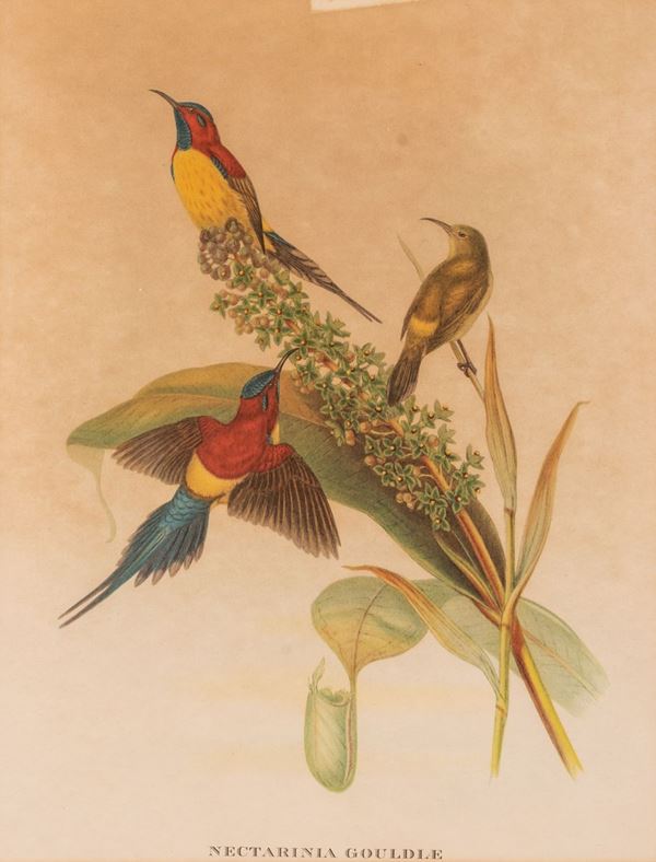 John  Gould - Nectarinia Gouldiae - Stampa uccello del sud-est asiatico
