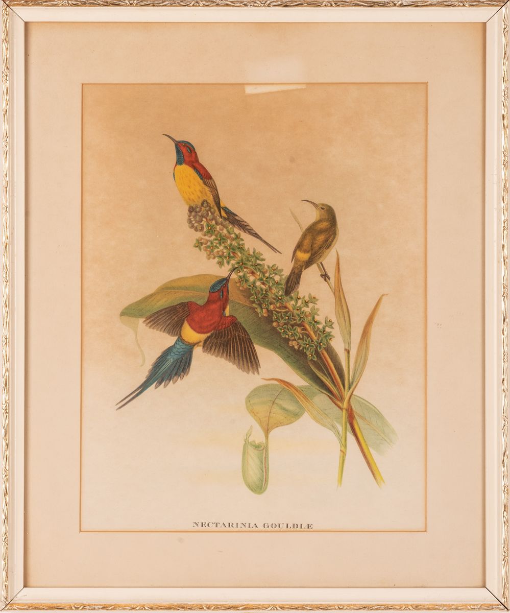 Nectarinia Gouldiae - Stampa Uccello del Sud-est Asiatico