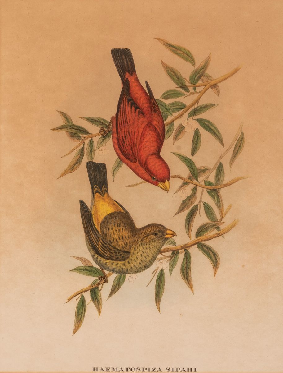 John Gould - Haematospiza Siphai - Stampa Uccello del Sud-est Asiatico