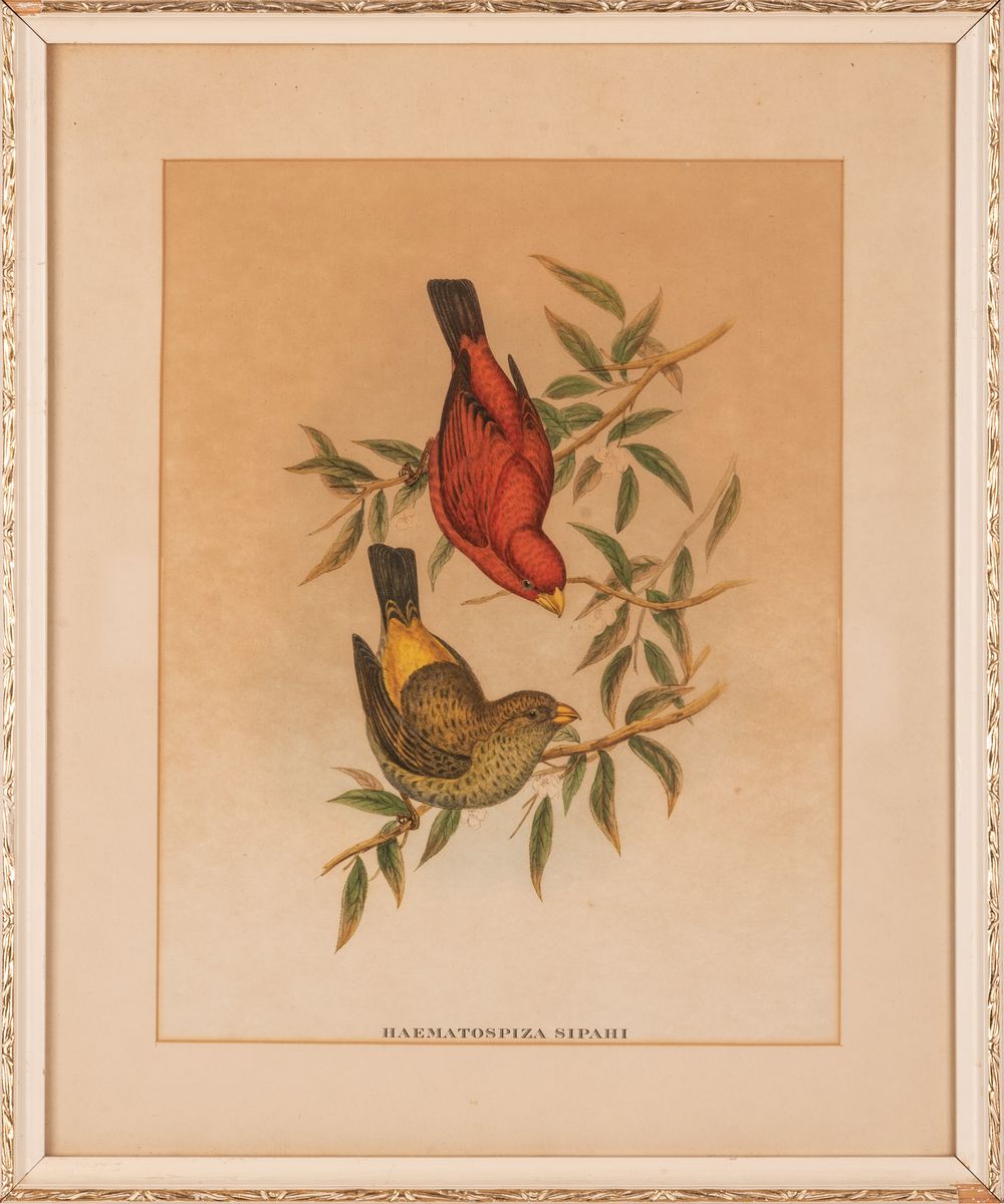 John Gould - Haematospiza Siphai - Stampa Uccello del Sud-est Asiatico
