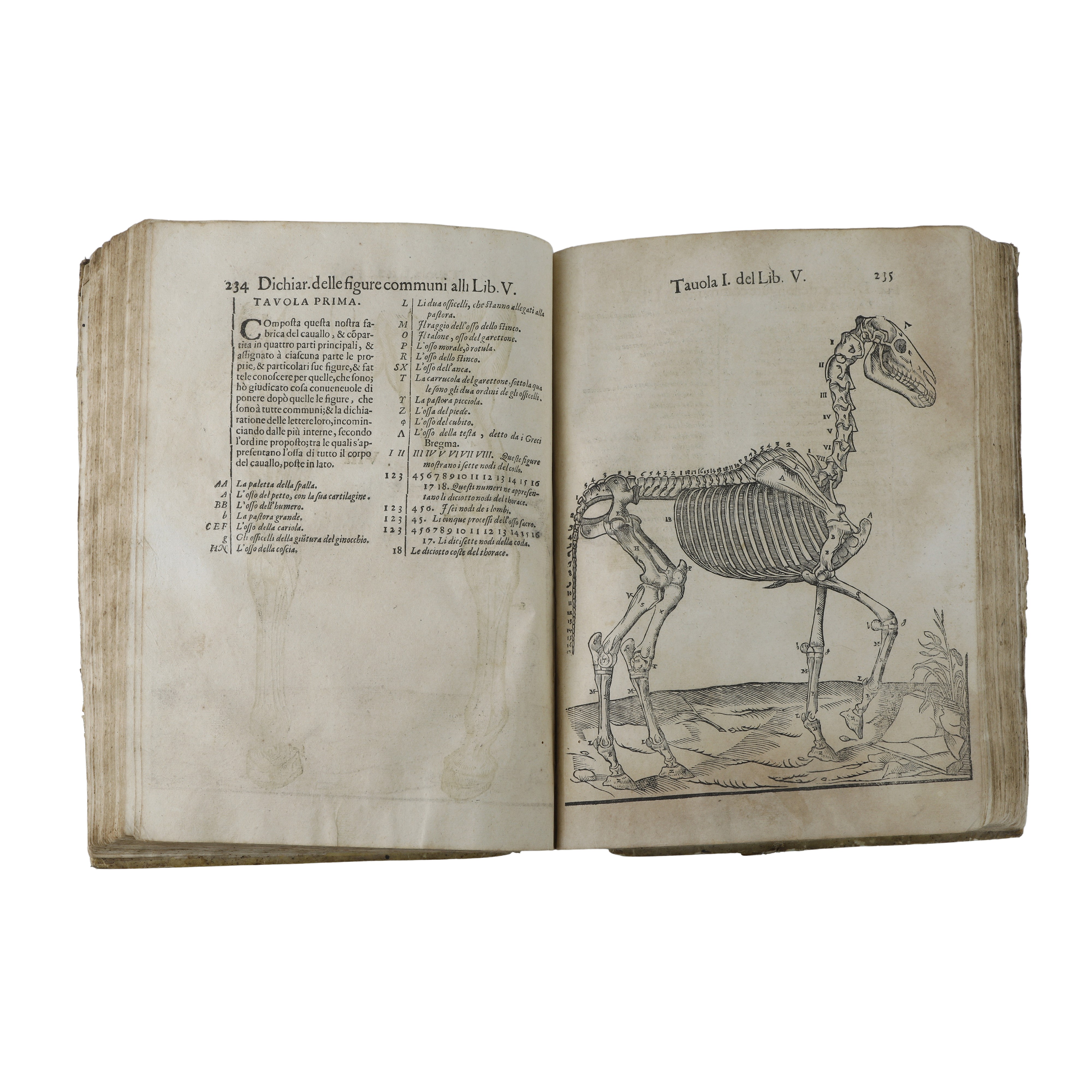 Anatomia del cavallo infermità et suoi rimedii del signor Carlo Ruini senatore bolognese