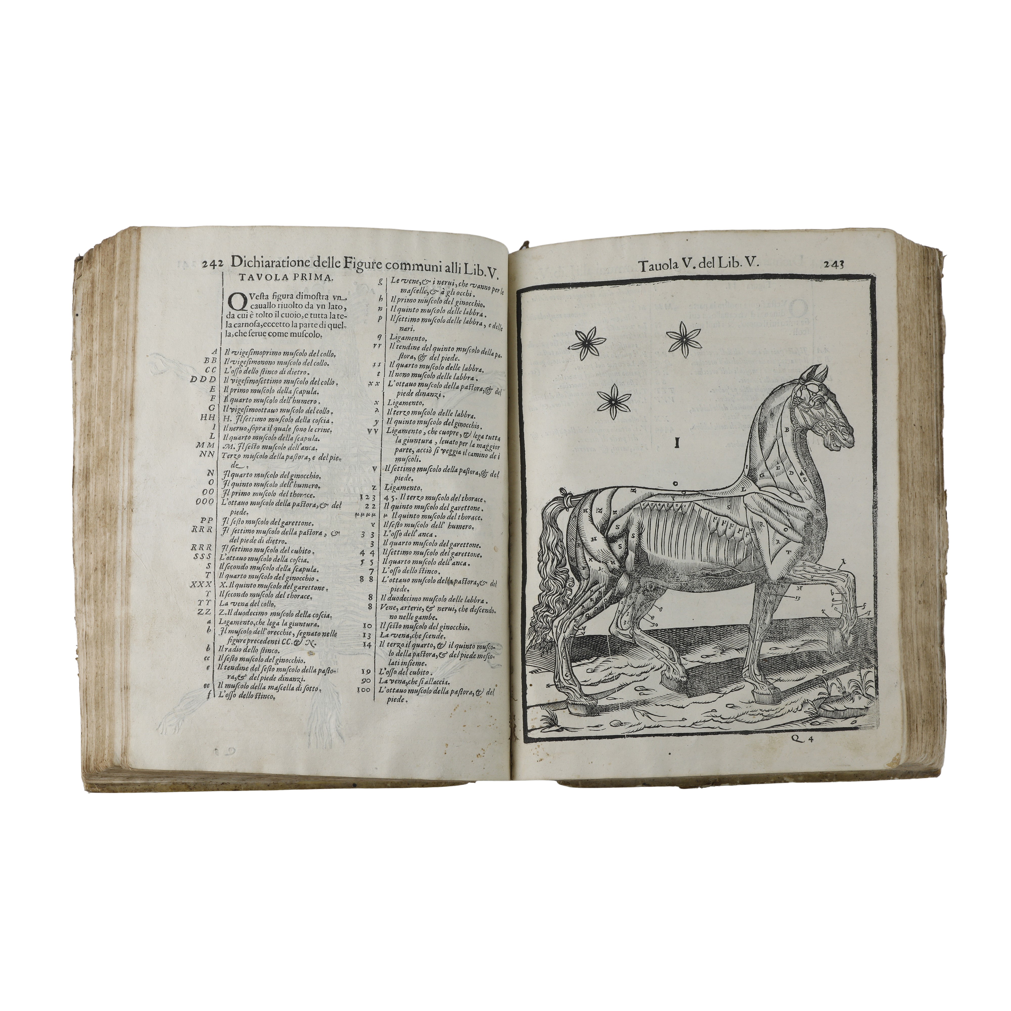 Anatomia del cavallo infermità et suoi rimedii del signor Carlo Ruini senatore bolognese