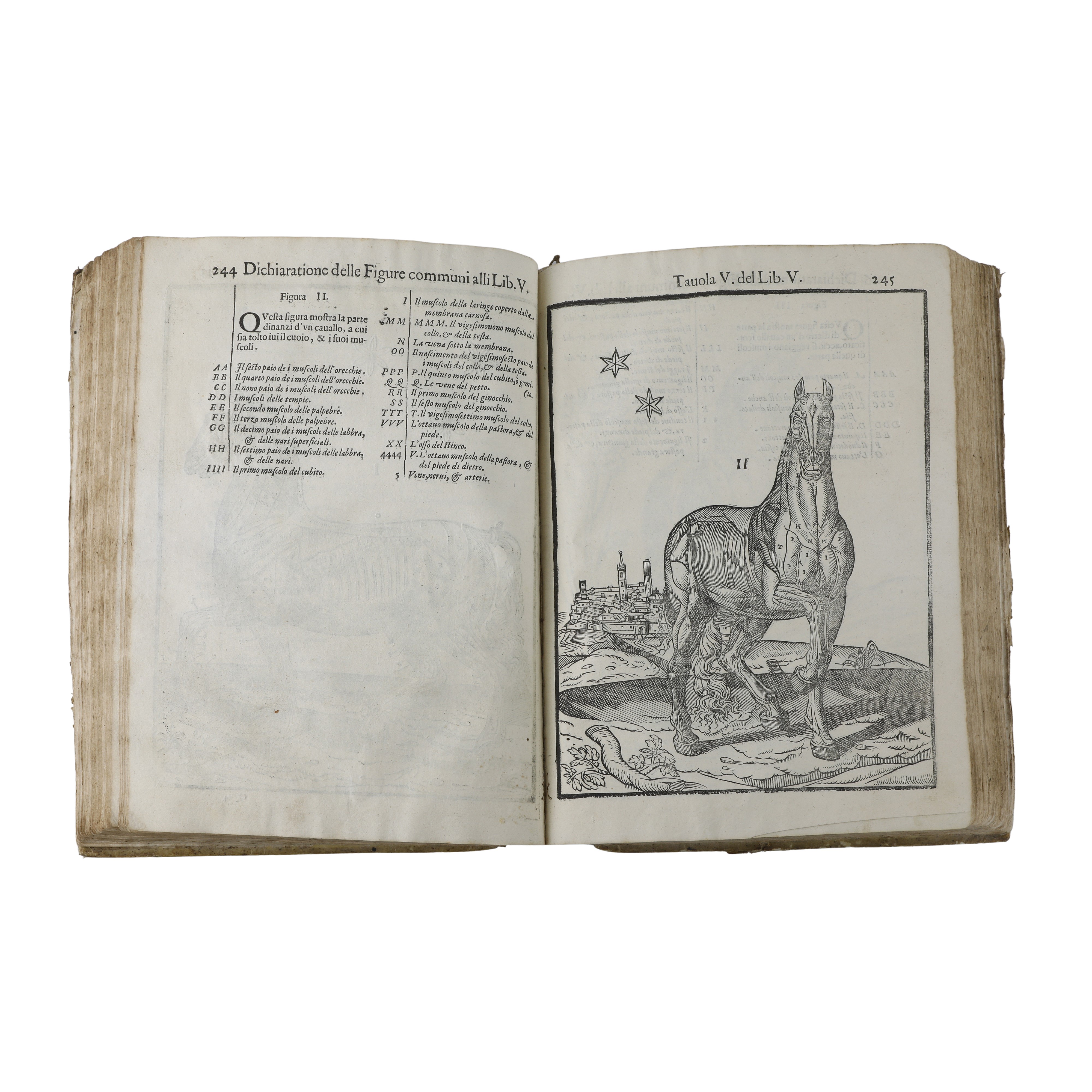 Anatomia del cavallo infermità et suoi rimedii del signor Carlo Ruini senatore bolognese