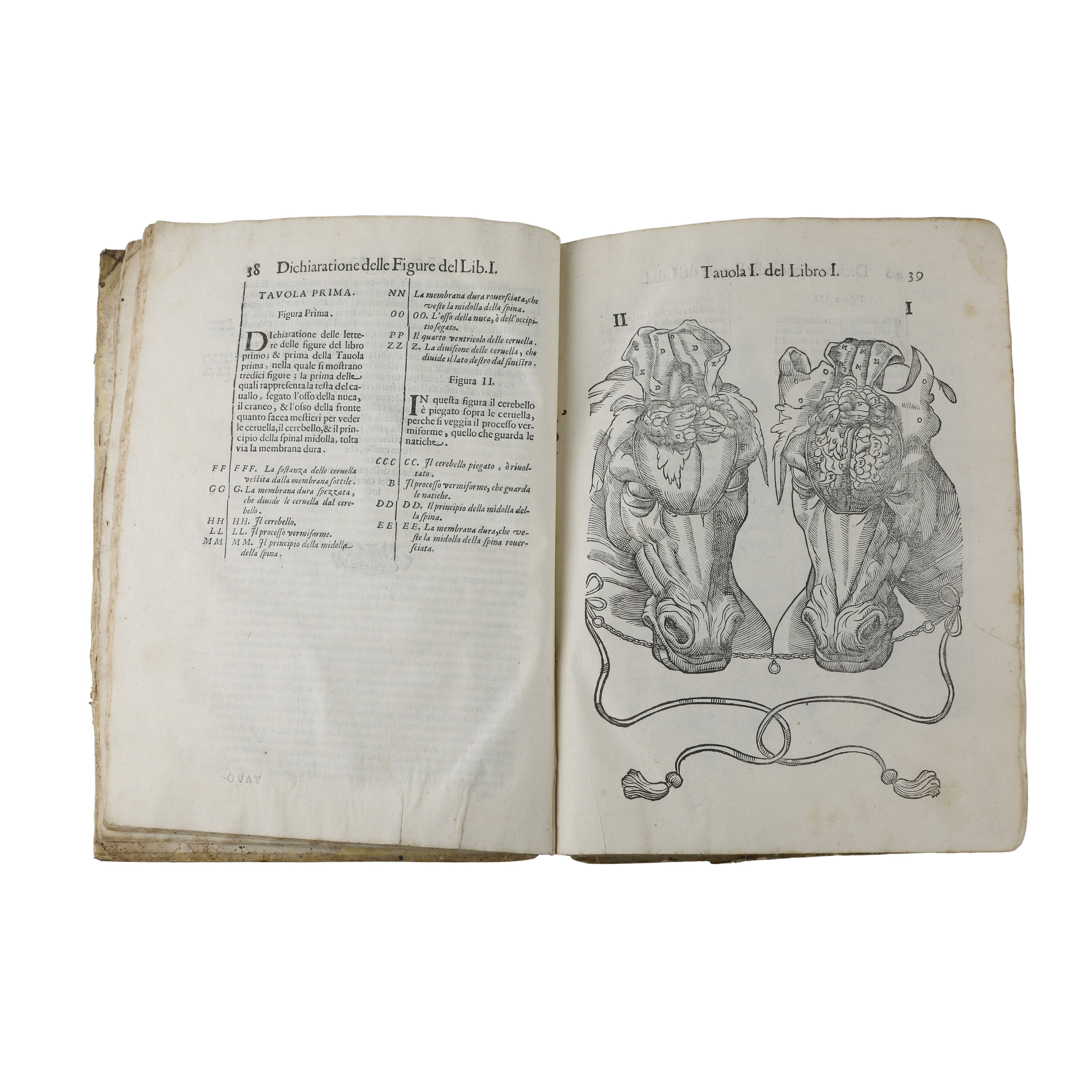 Anatomia del cavallo infermità et suoi rimedii del signor Carlo Ruini senatore bolognese