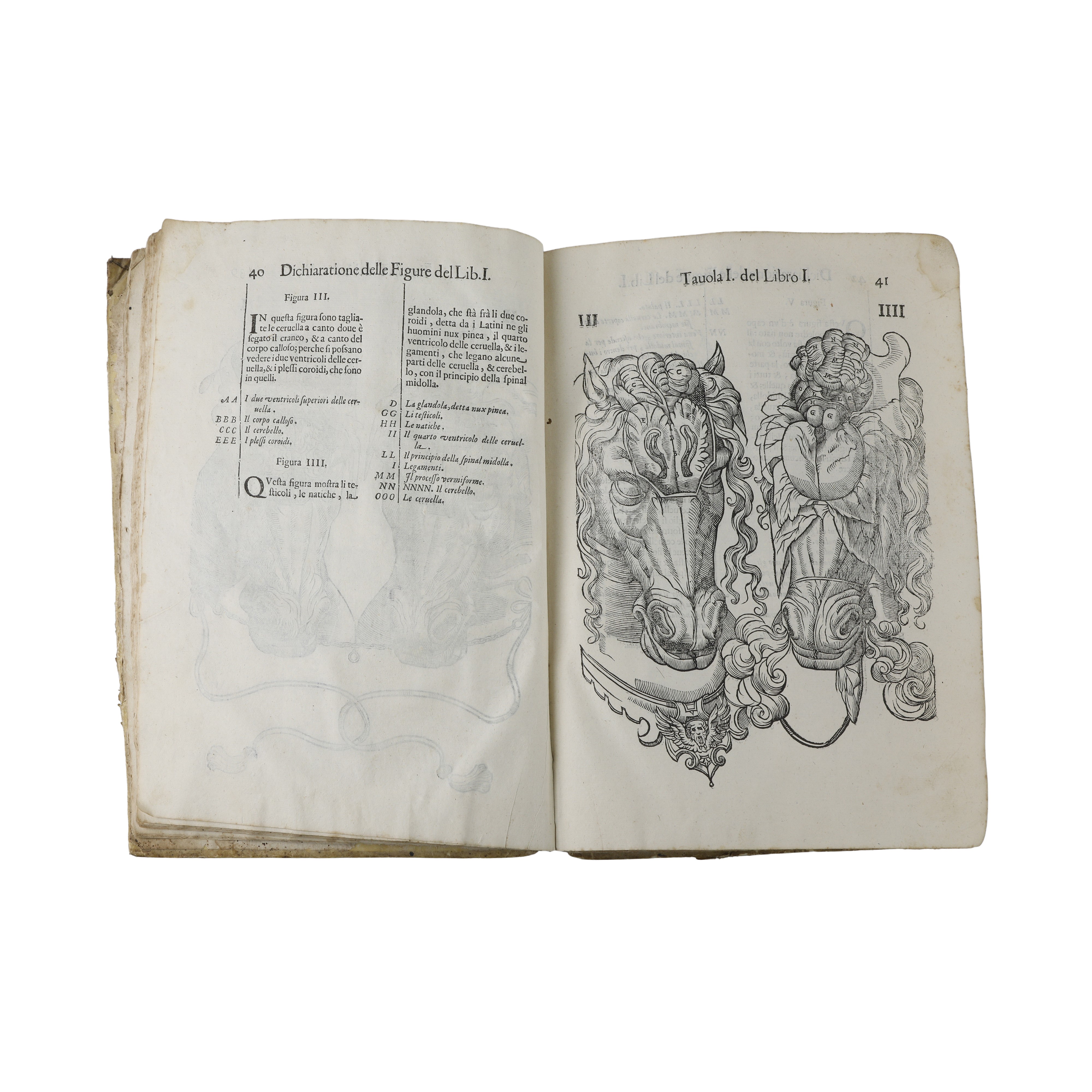 Anatomia del cavallo infermità et suoi rimedii del signor Carlo Ruini senatore bolognese