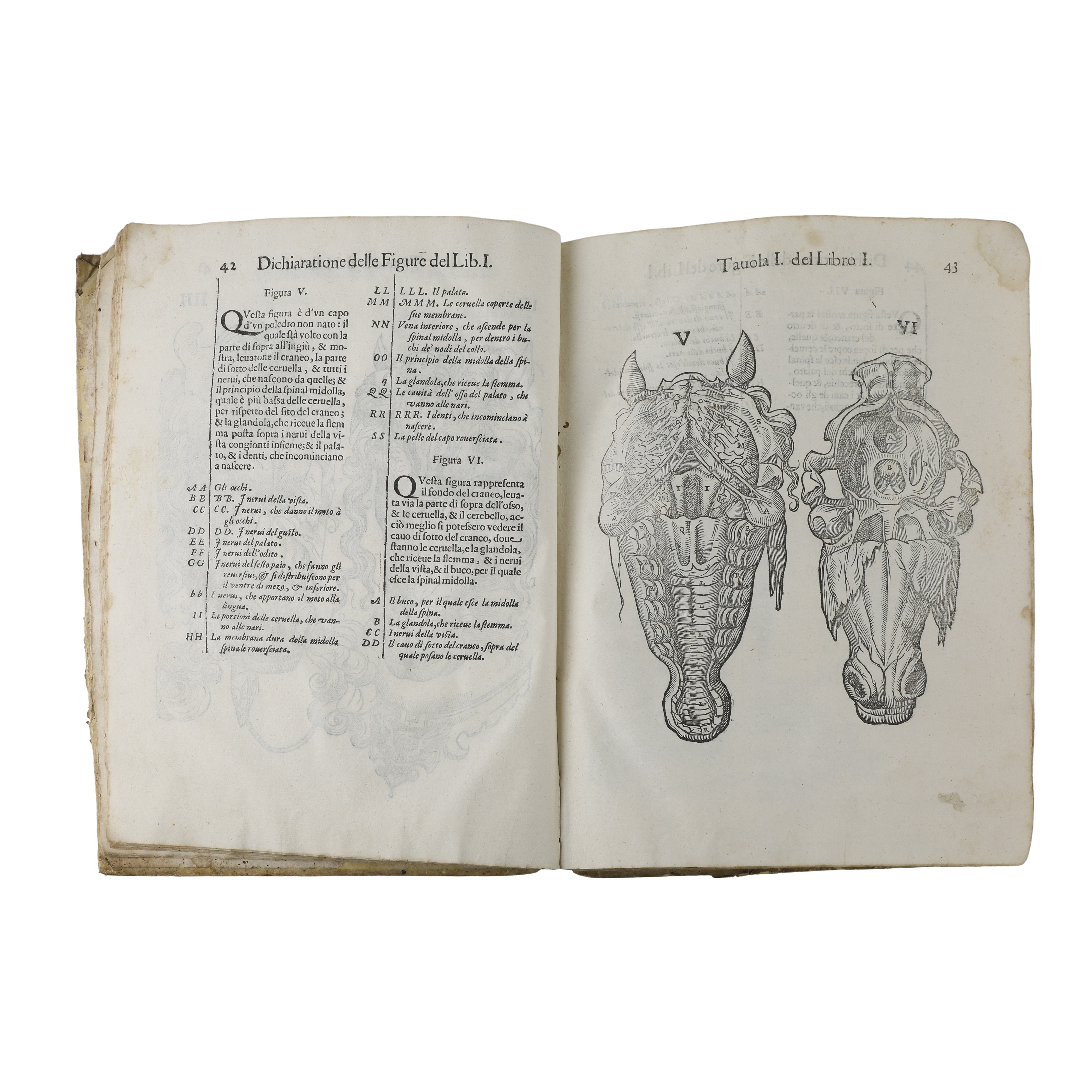 Anatomia del cavallo infermità et suoi rimedii del signor Carlo Ruini senatore bolognese