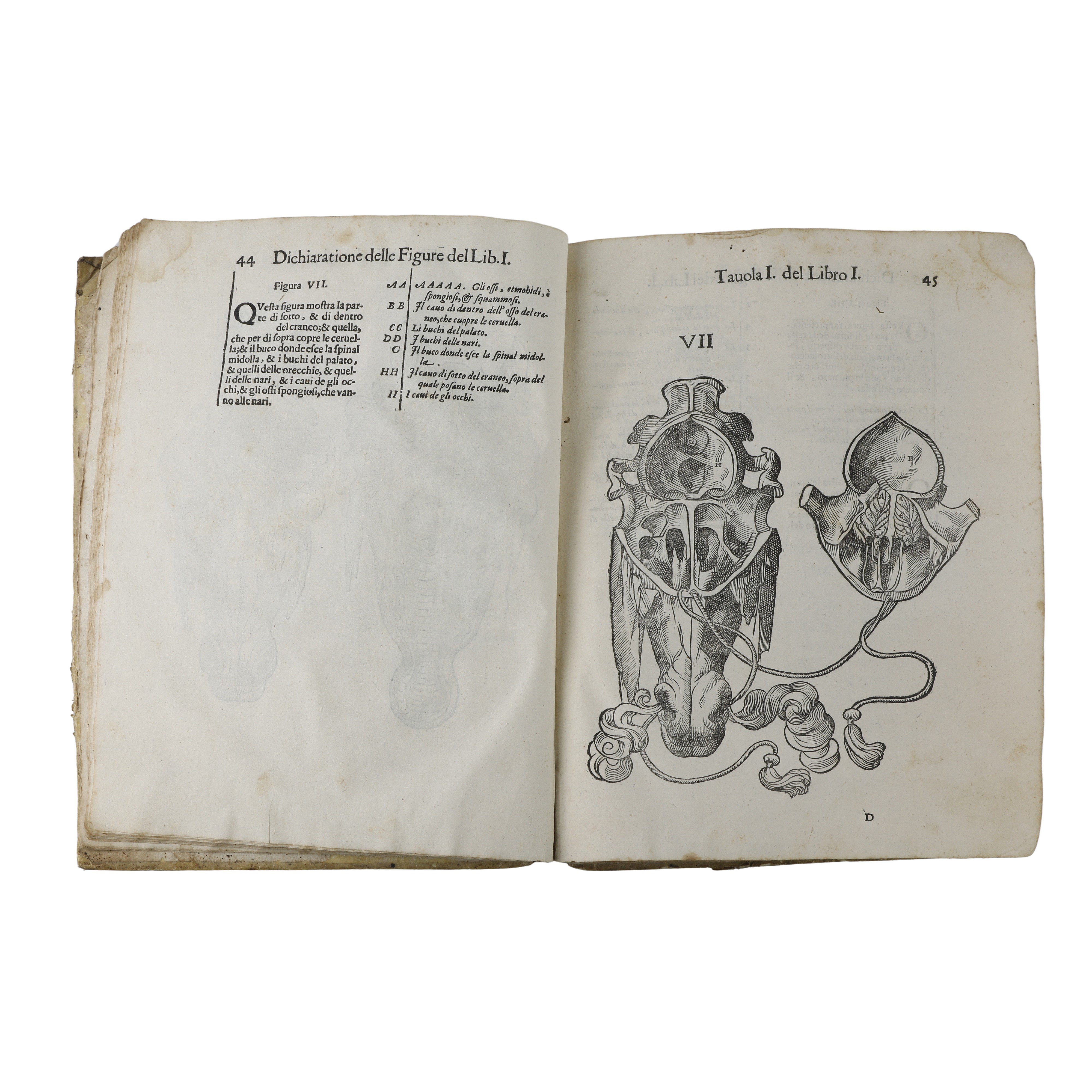 Anatomia del cavallo infermità et suoi rimedii del signor Carlo Ruini senatore bolognese