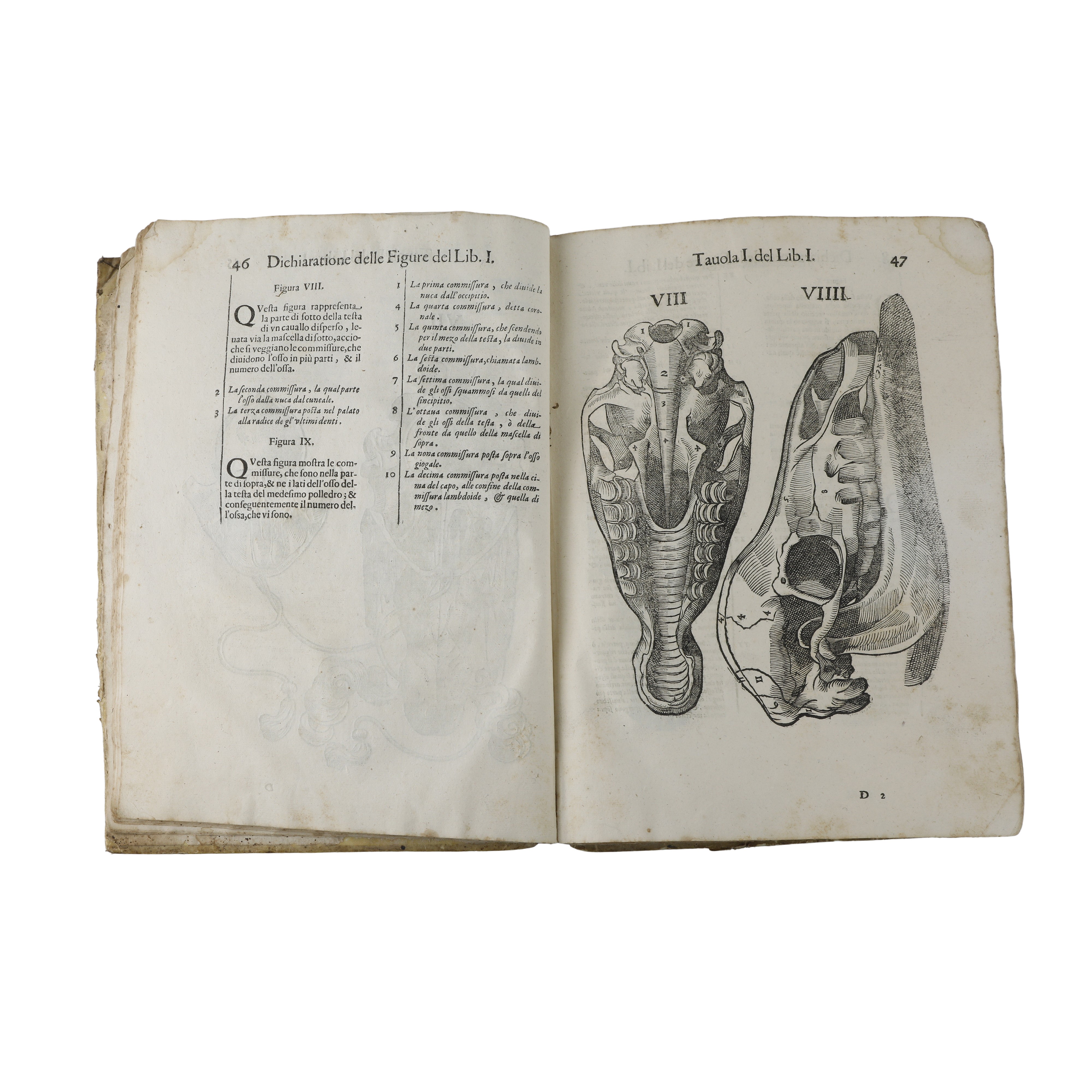 Anatomia del cavallo infermità et suoi rimedii del signor Carlo Ruini senatore bolognese