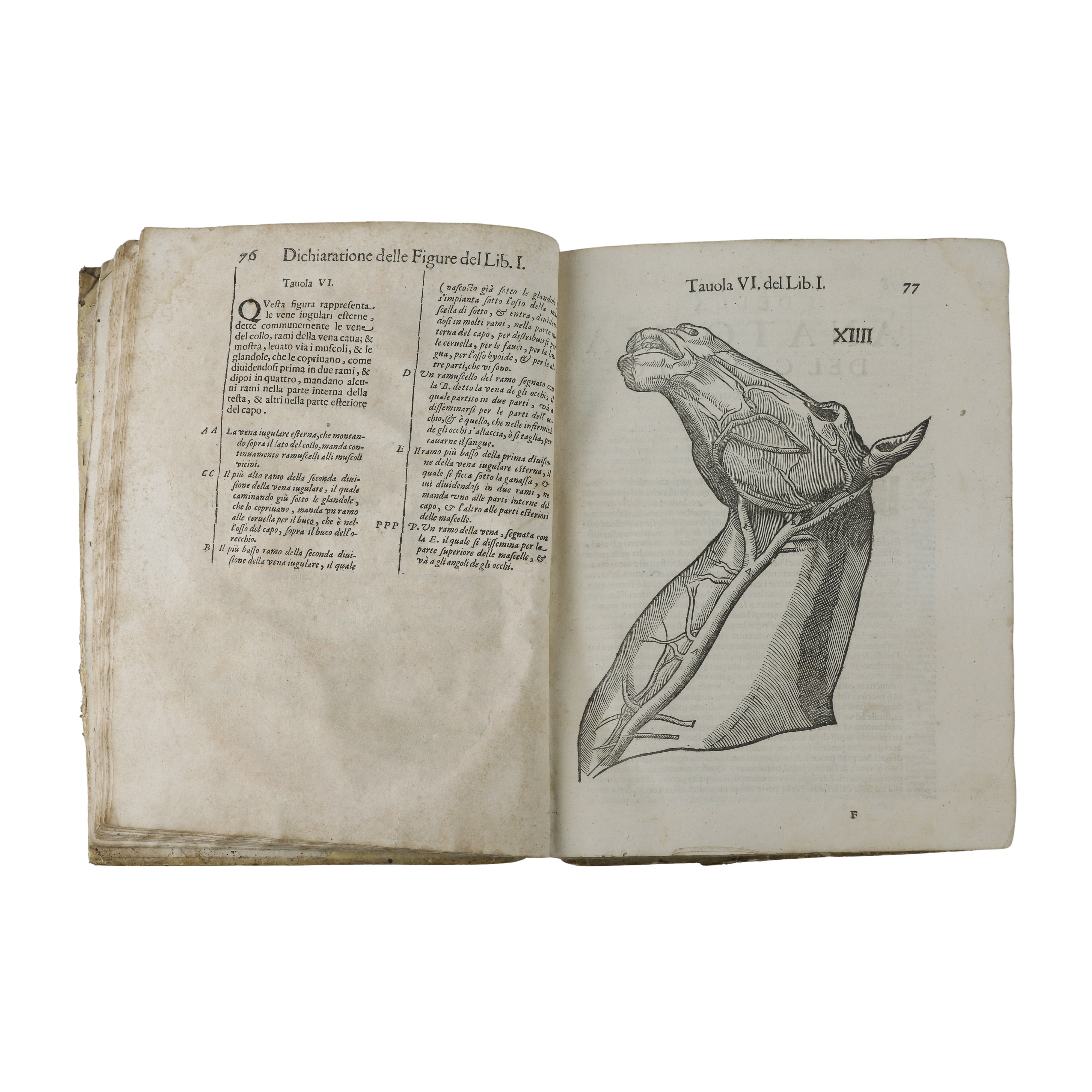 Anatomia del cavallo infermità et suoi rimedii del signor Carlo Ruini senatore bolognese