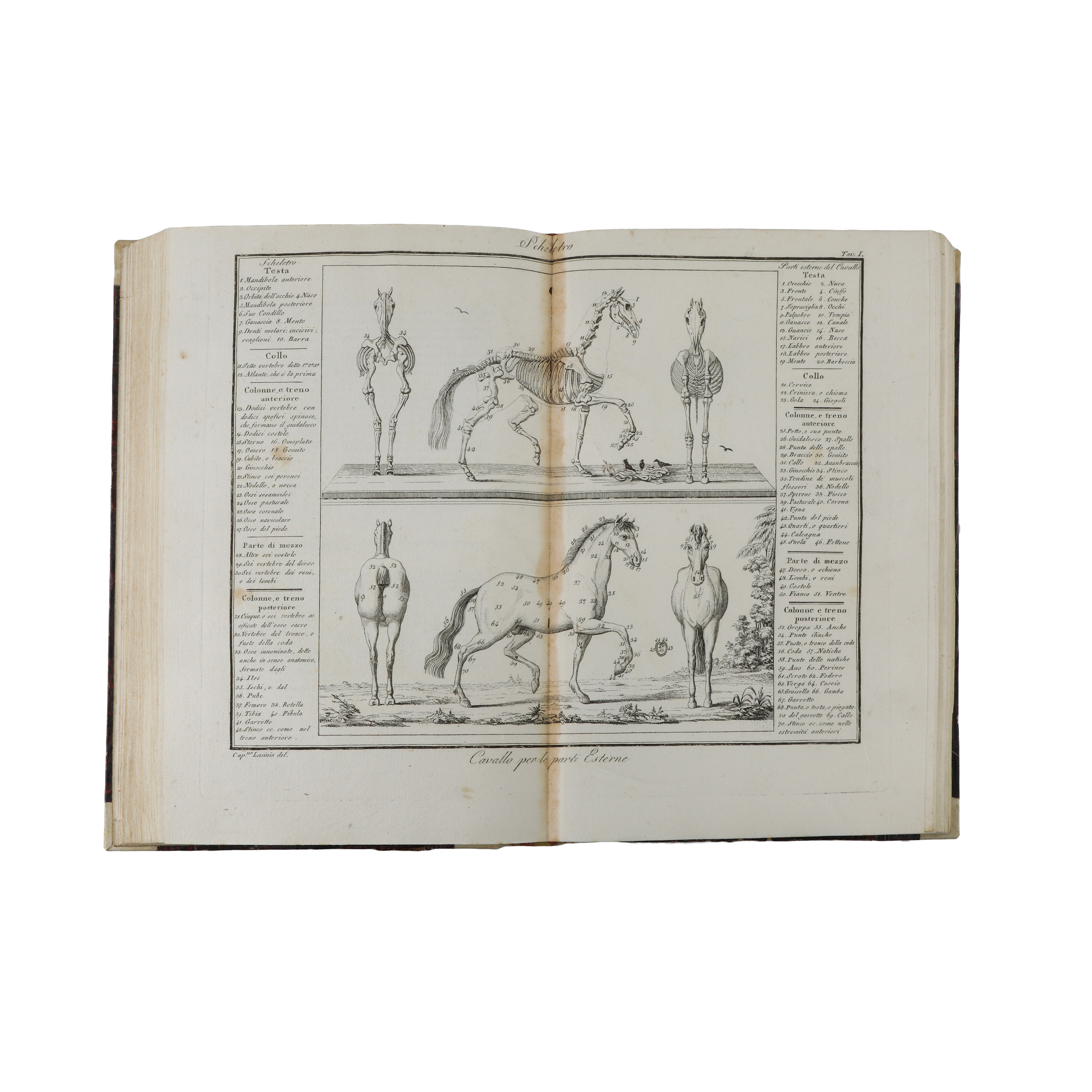 Scuola Equestre di Federico Mazzucchelli