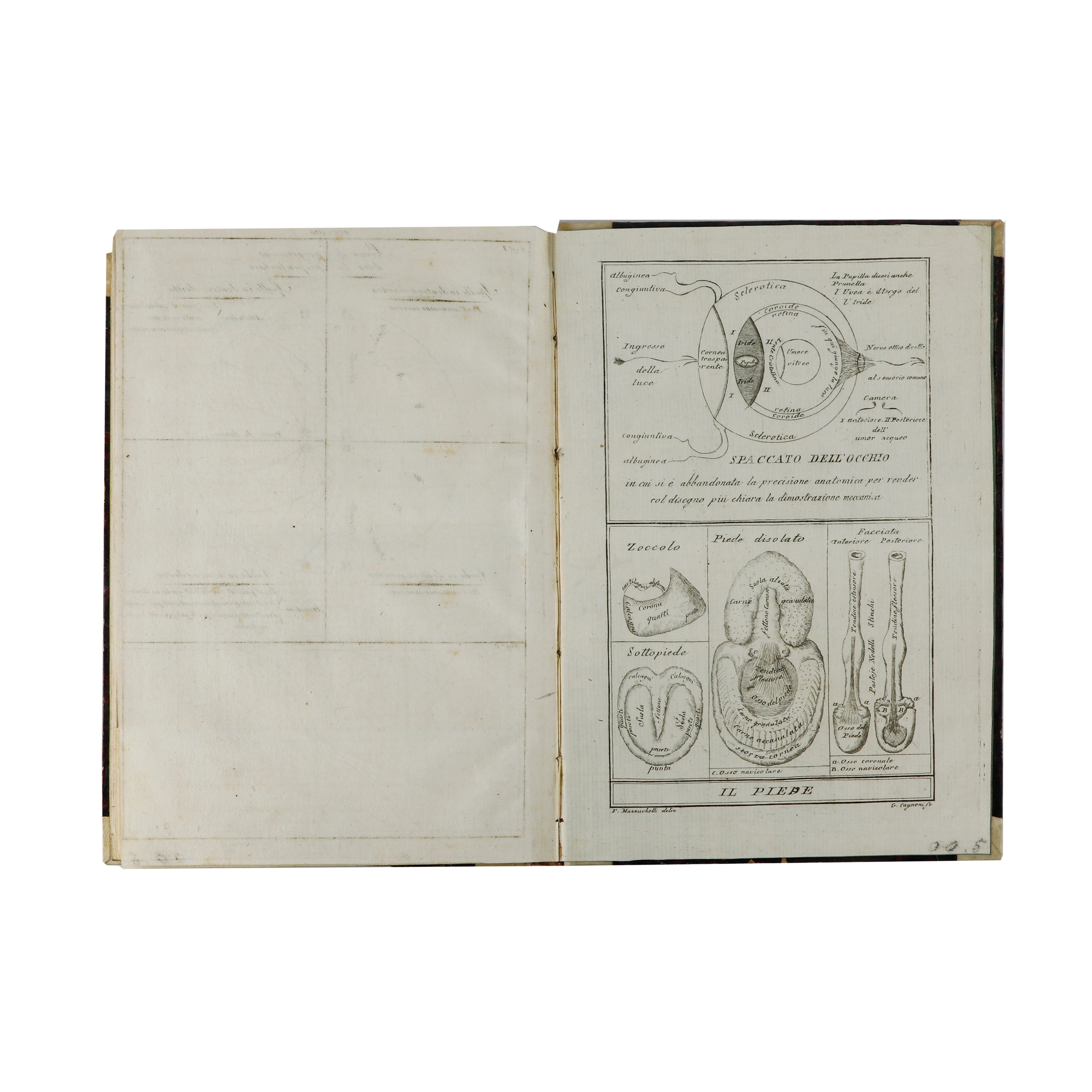 Scuola Equestre di Federico Mazzucchelli