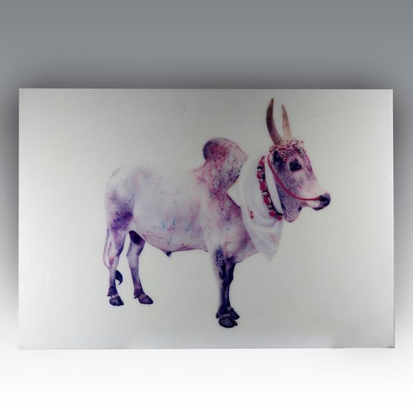Toni Meneguzzo - "Divine Bovine"
