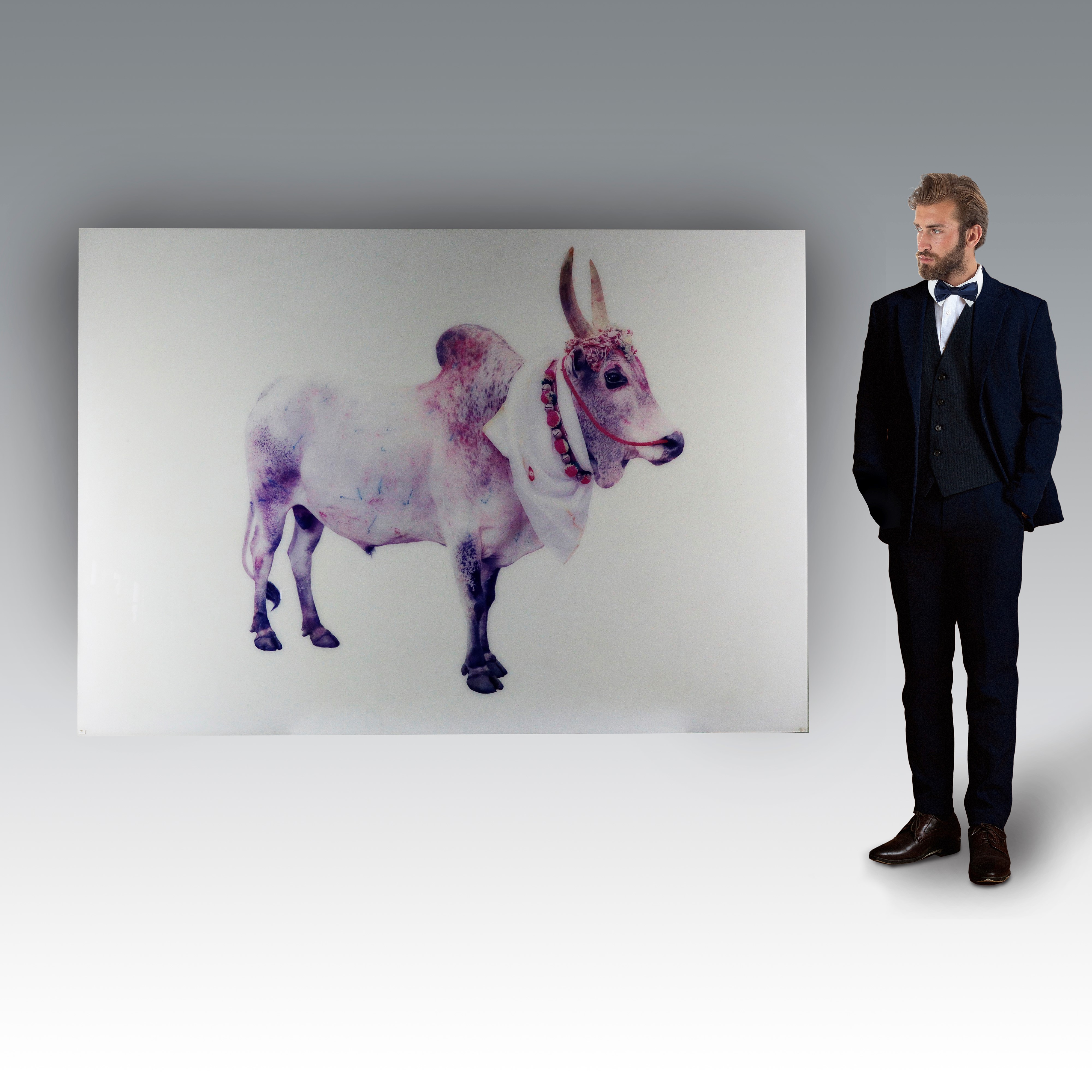 Toni Meneguzzo - Divine Bovine (Le vacche sacre), progetto fotografico e antropologico