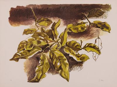 Foglie di Limone