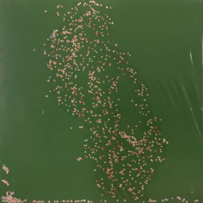 Coriandolo