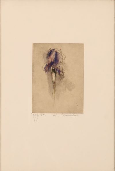 Iris
