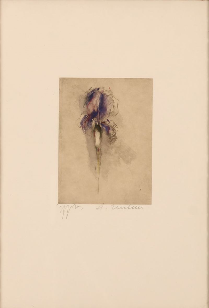 Iris