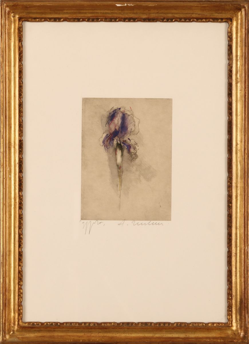 Iris